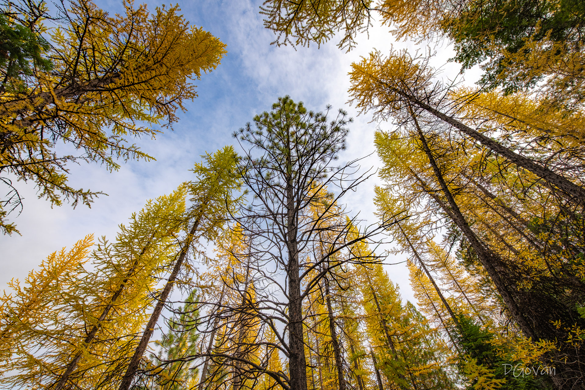 Swauk Forest Larches
