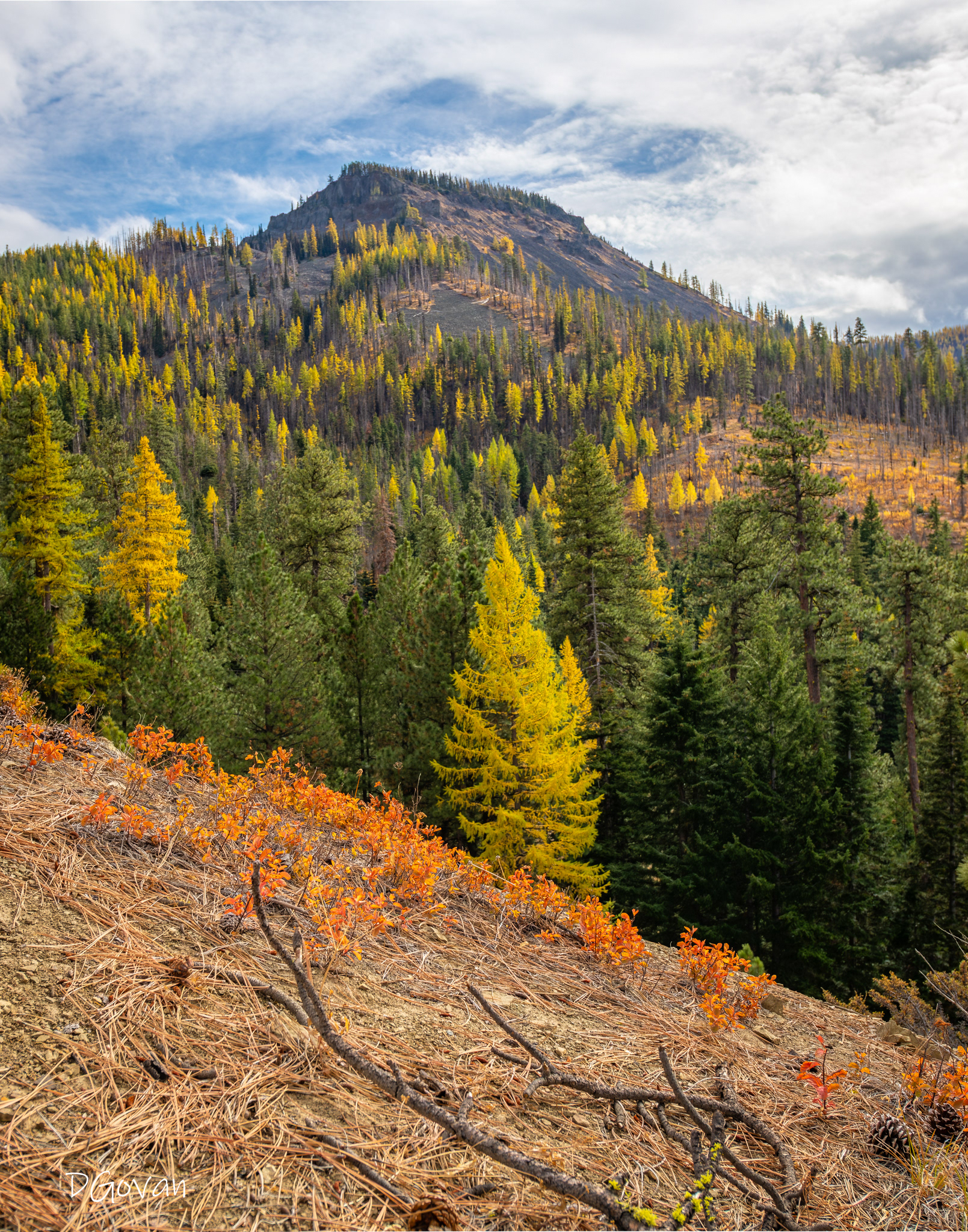 Larch View