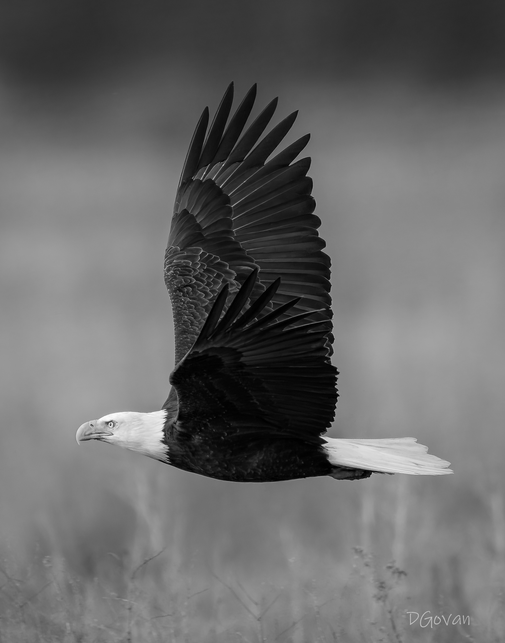 Bald Eagle