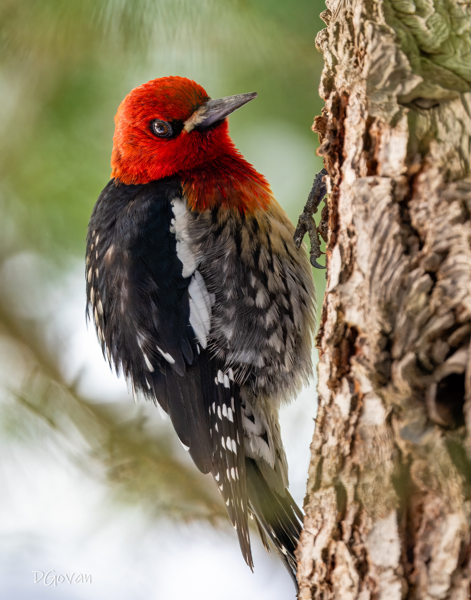 Red-breasted Sapsucker