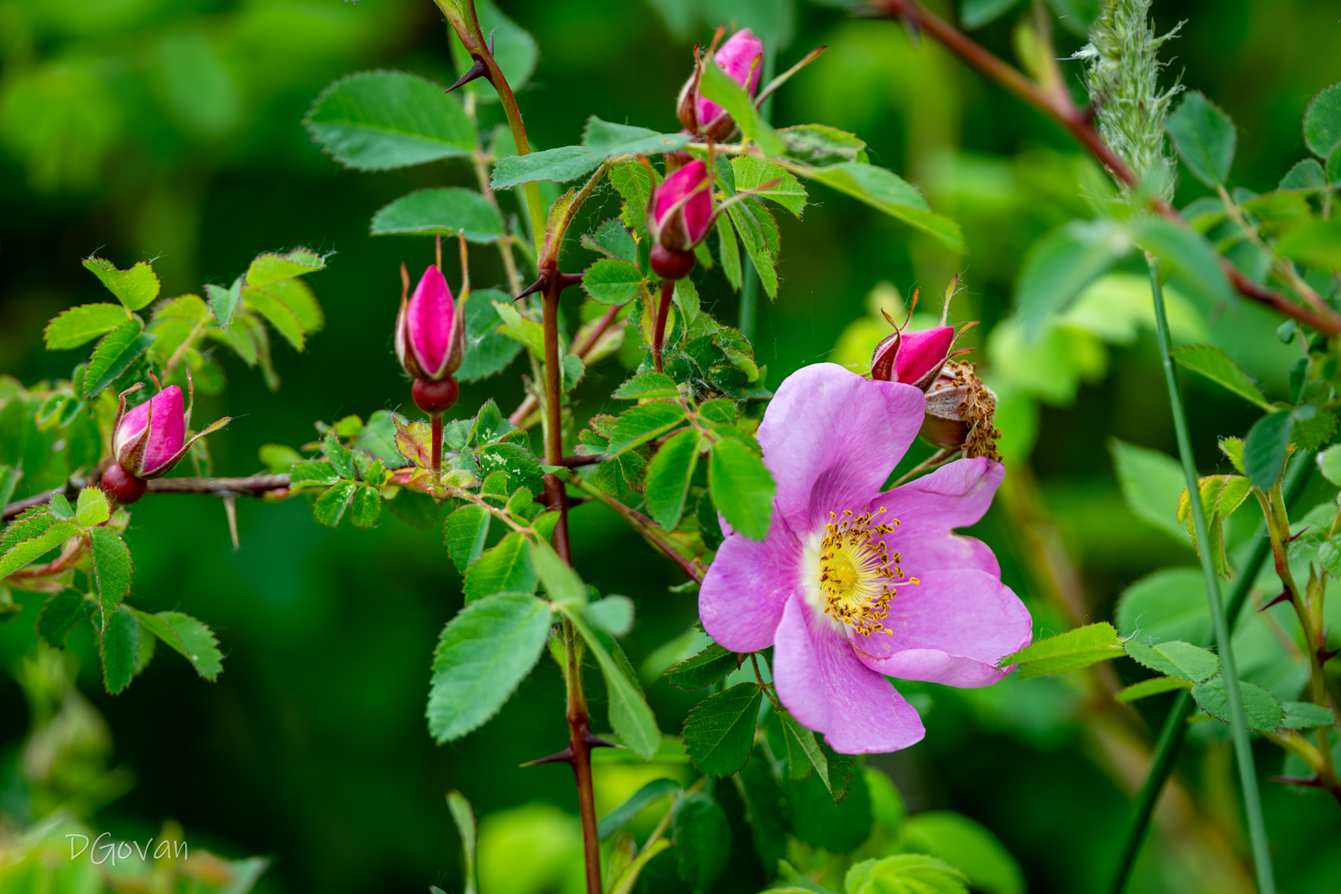 Nootka Rose