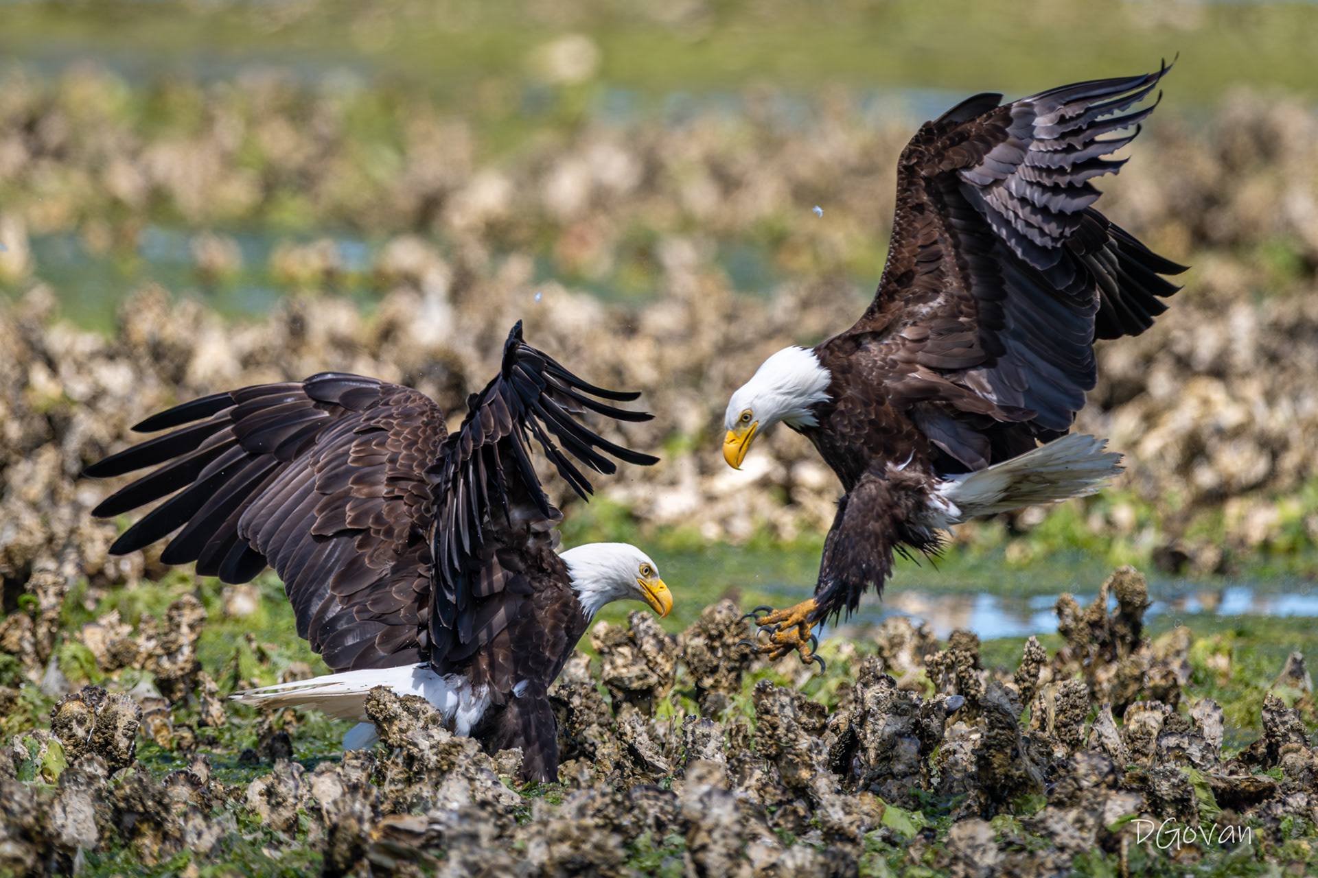 Scuffle