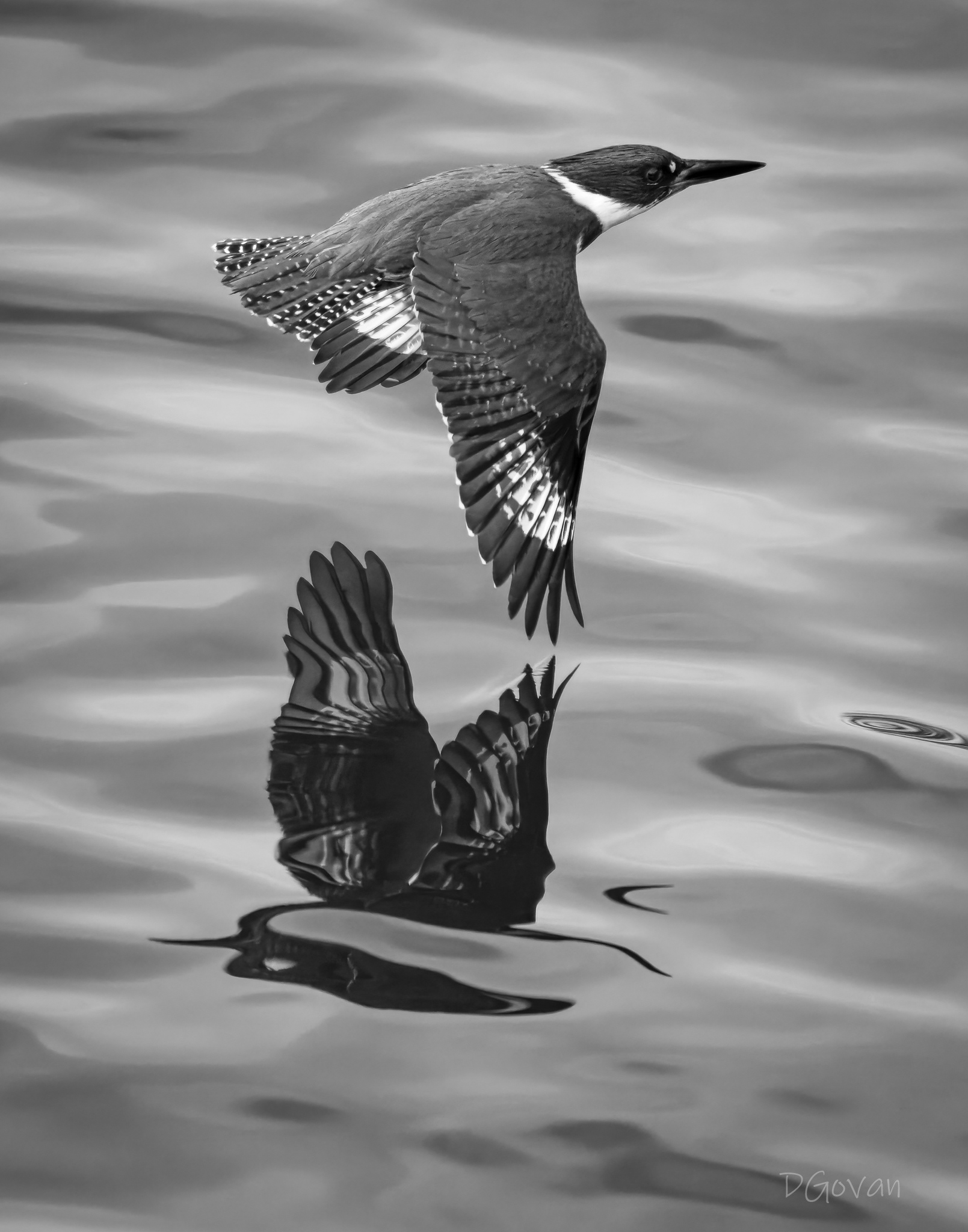 Kingfisher