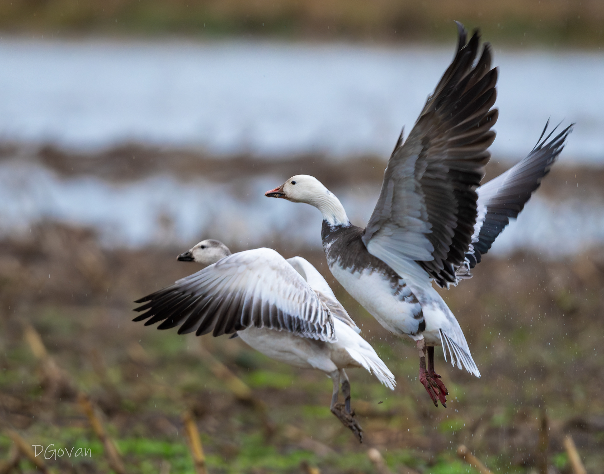 Blue Morph Snow Goose