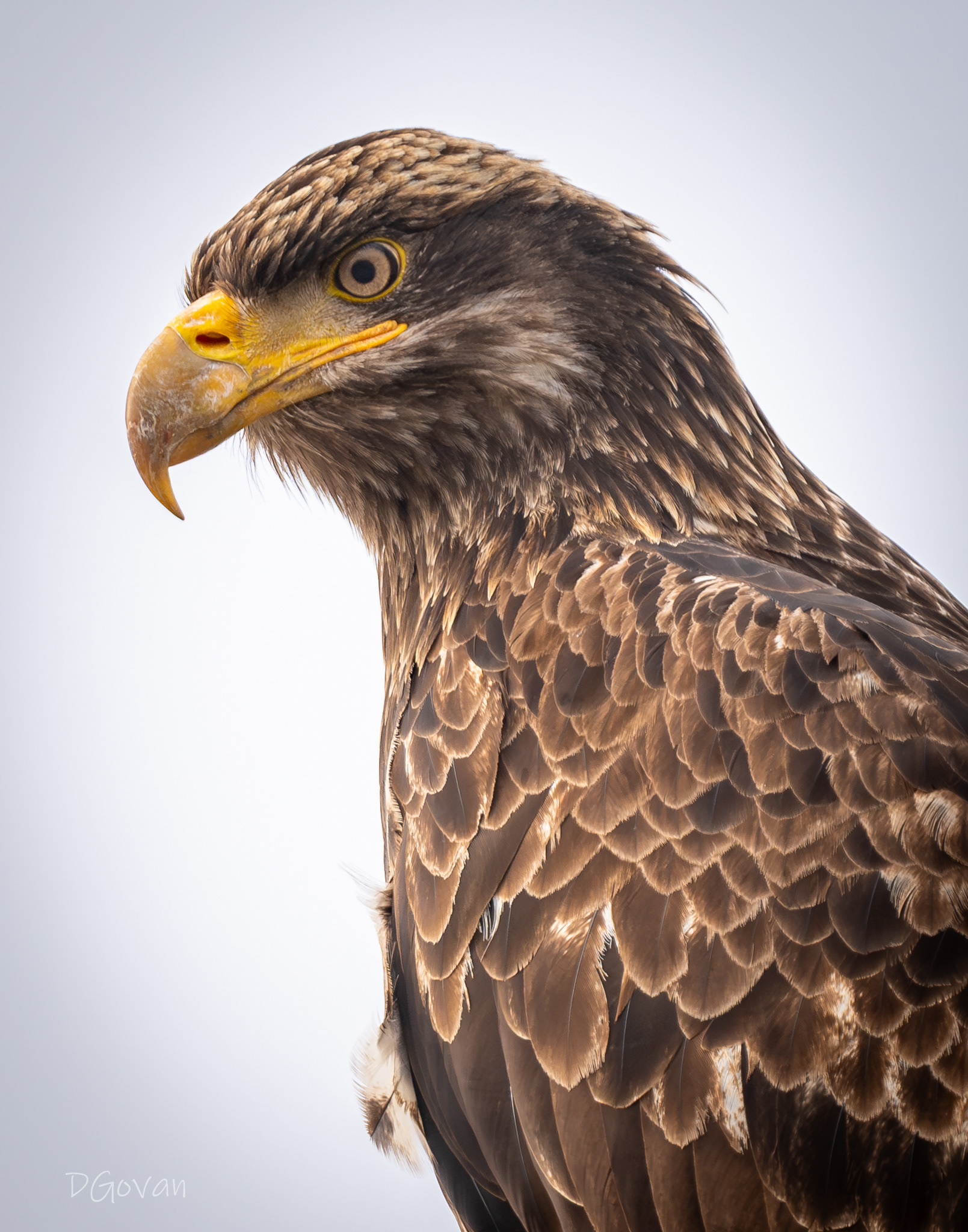 Juvenile Portrait