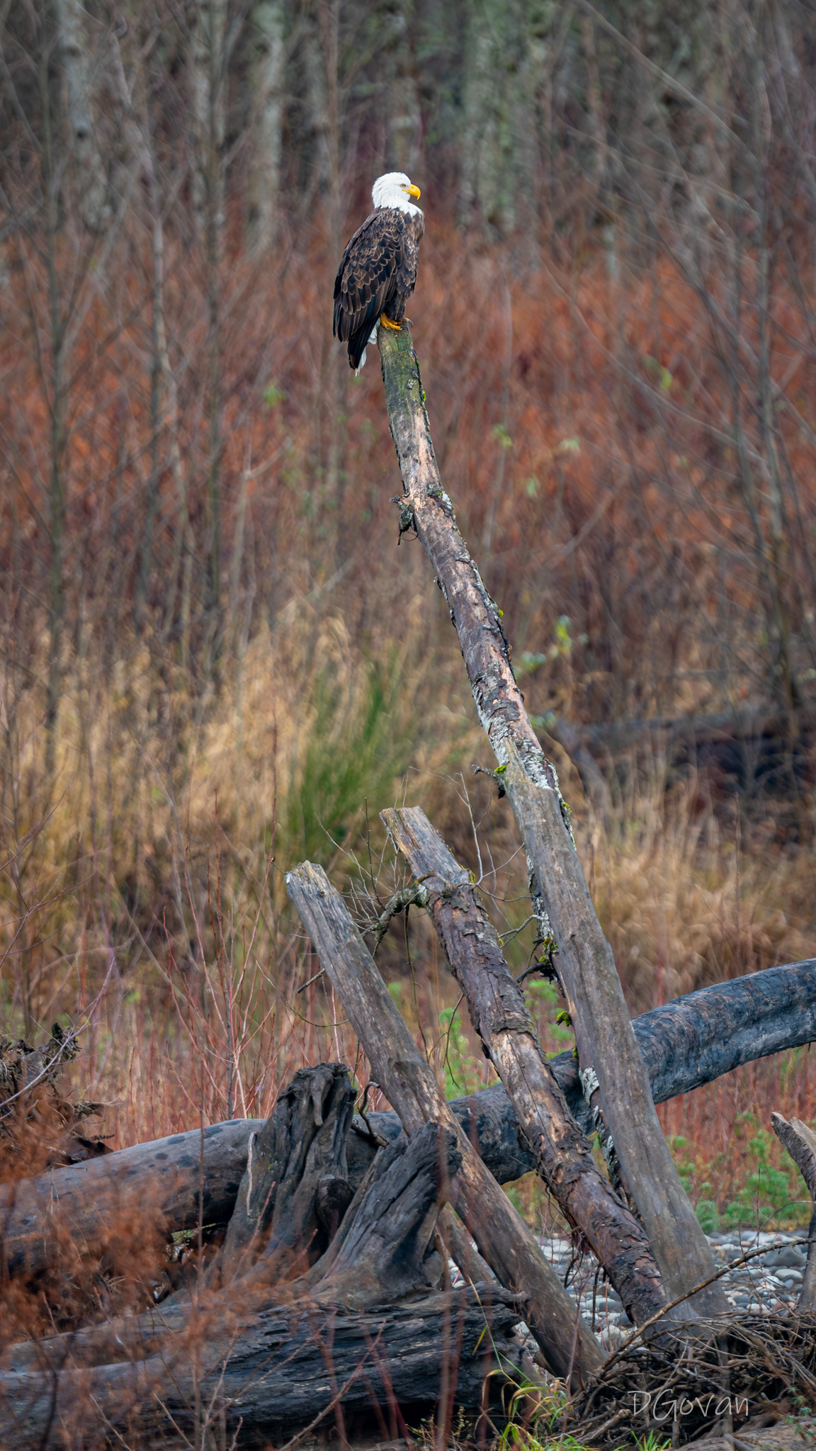 Prime Perch