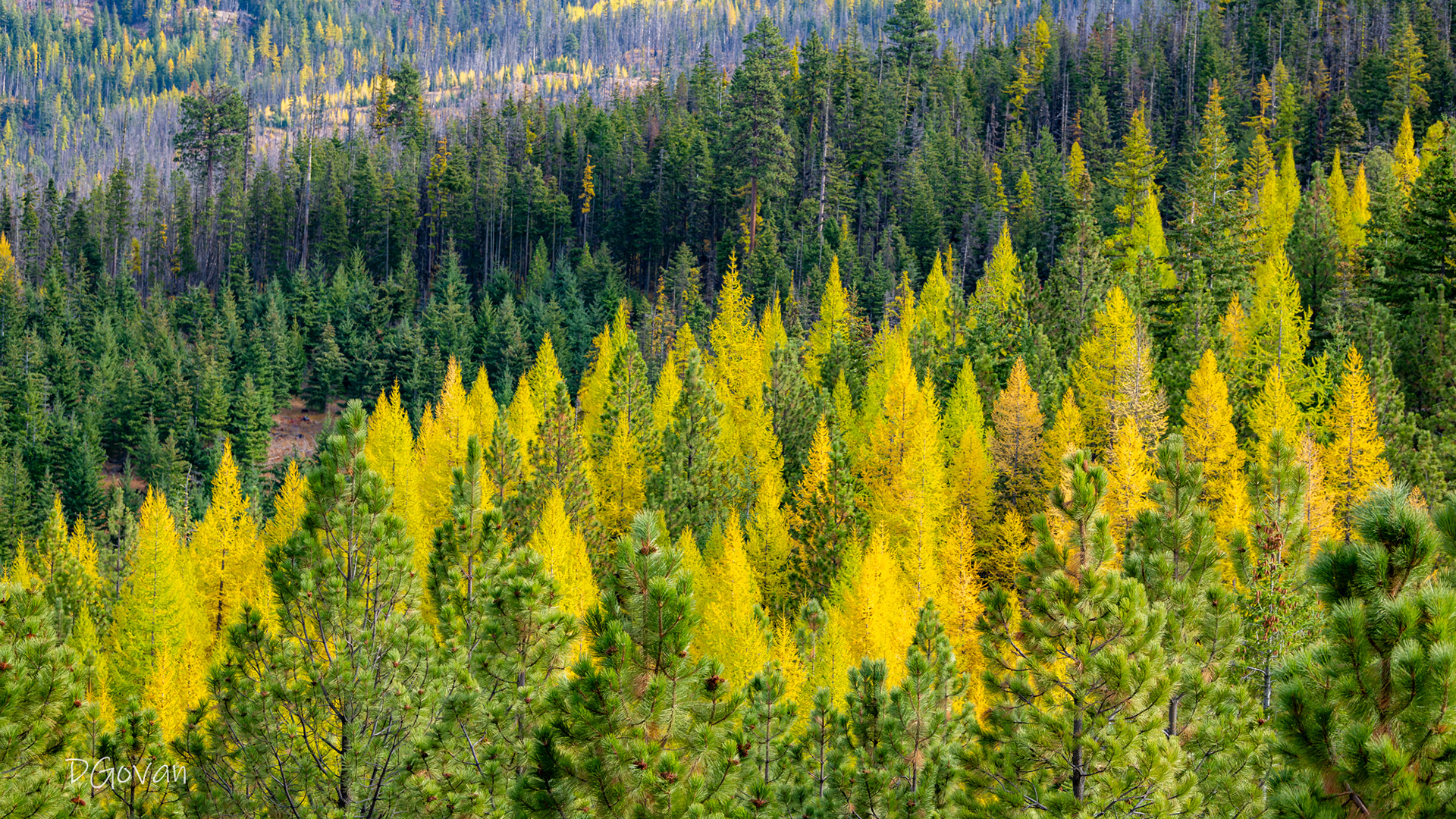 Larch Forest