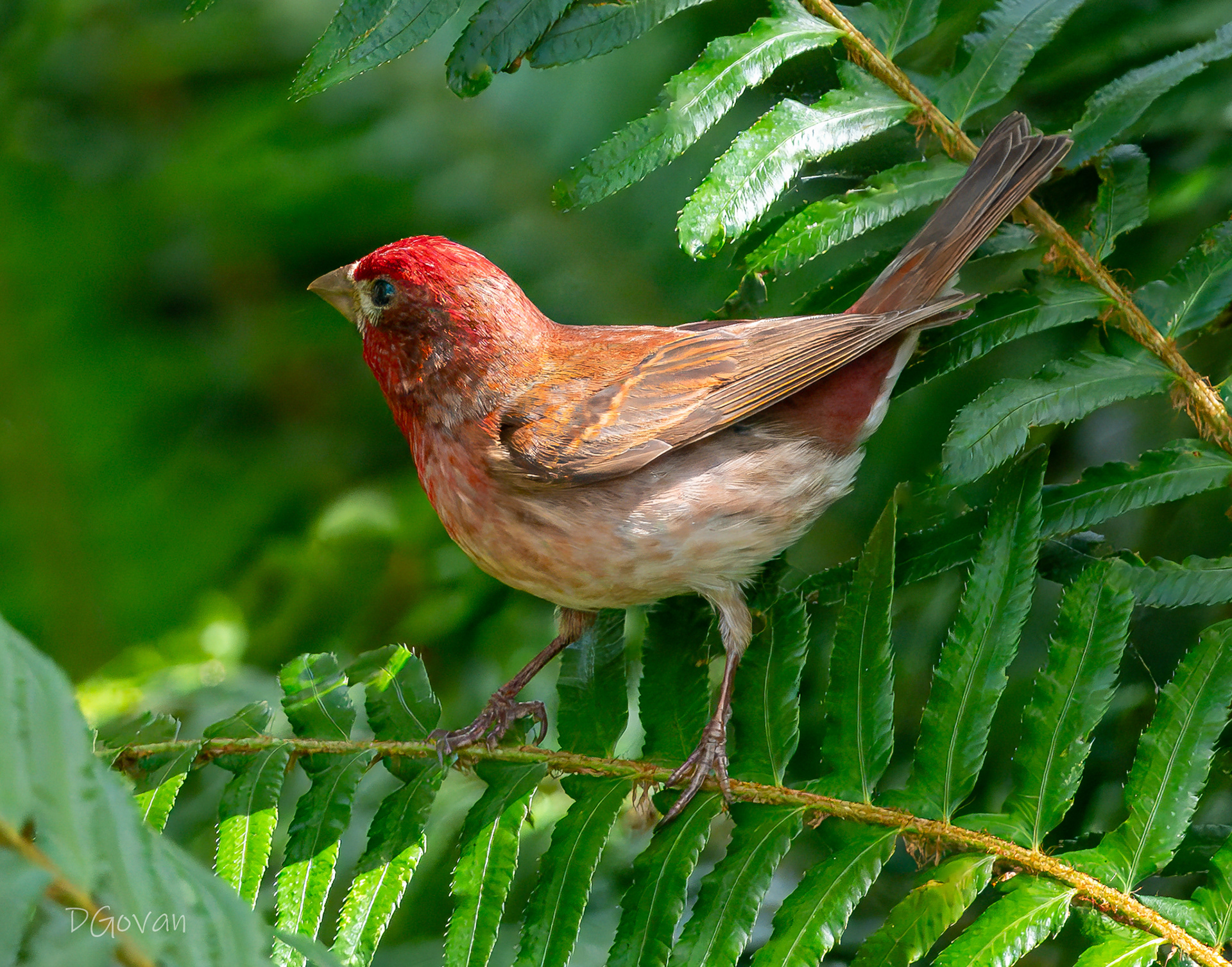 Purple Finch