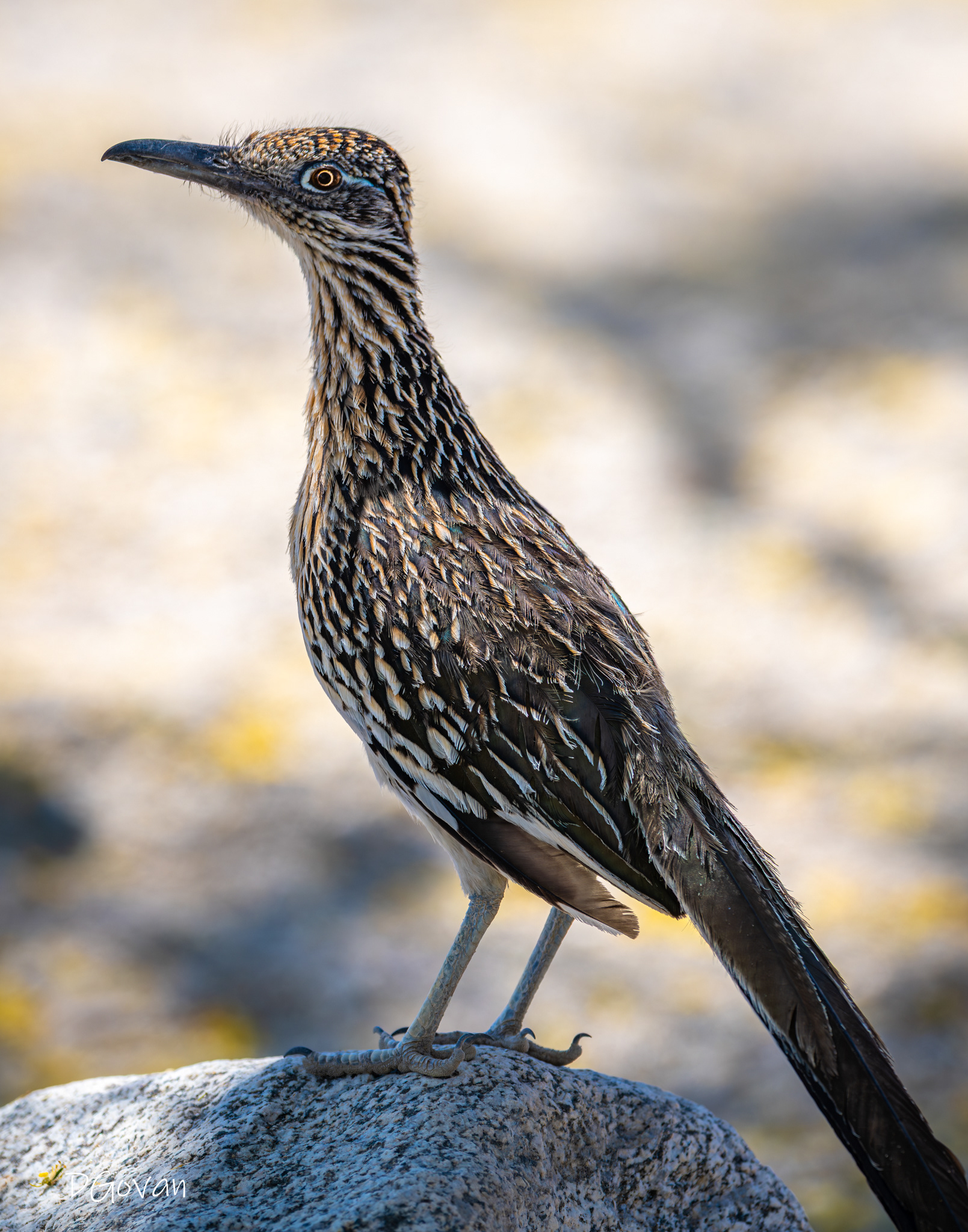 Roadrunner