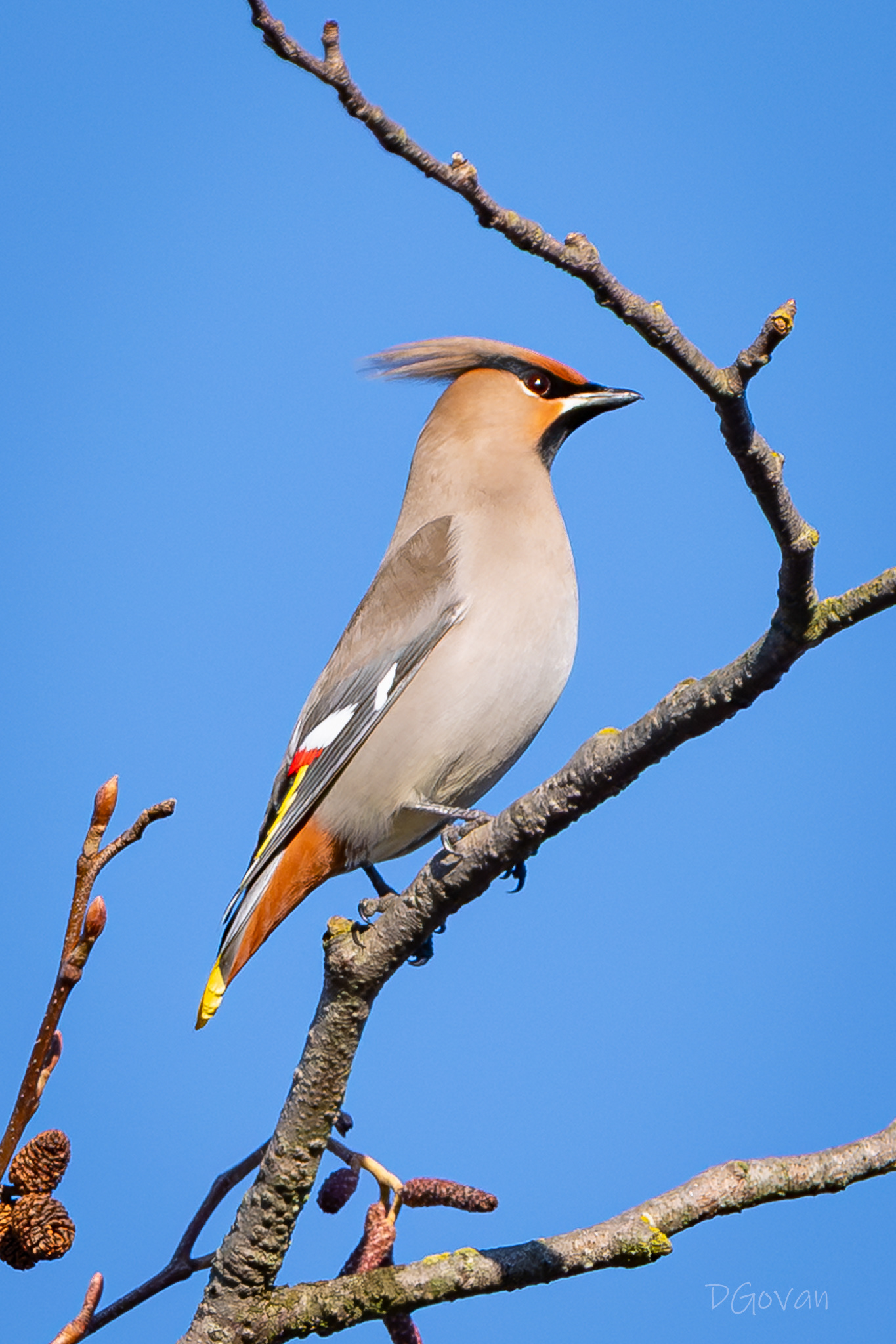 Bohemian Waxwing