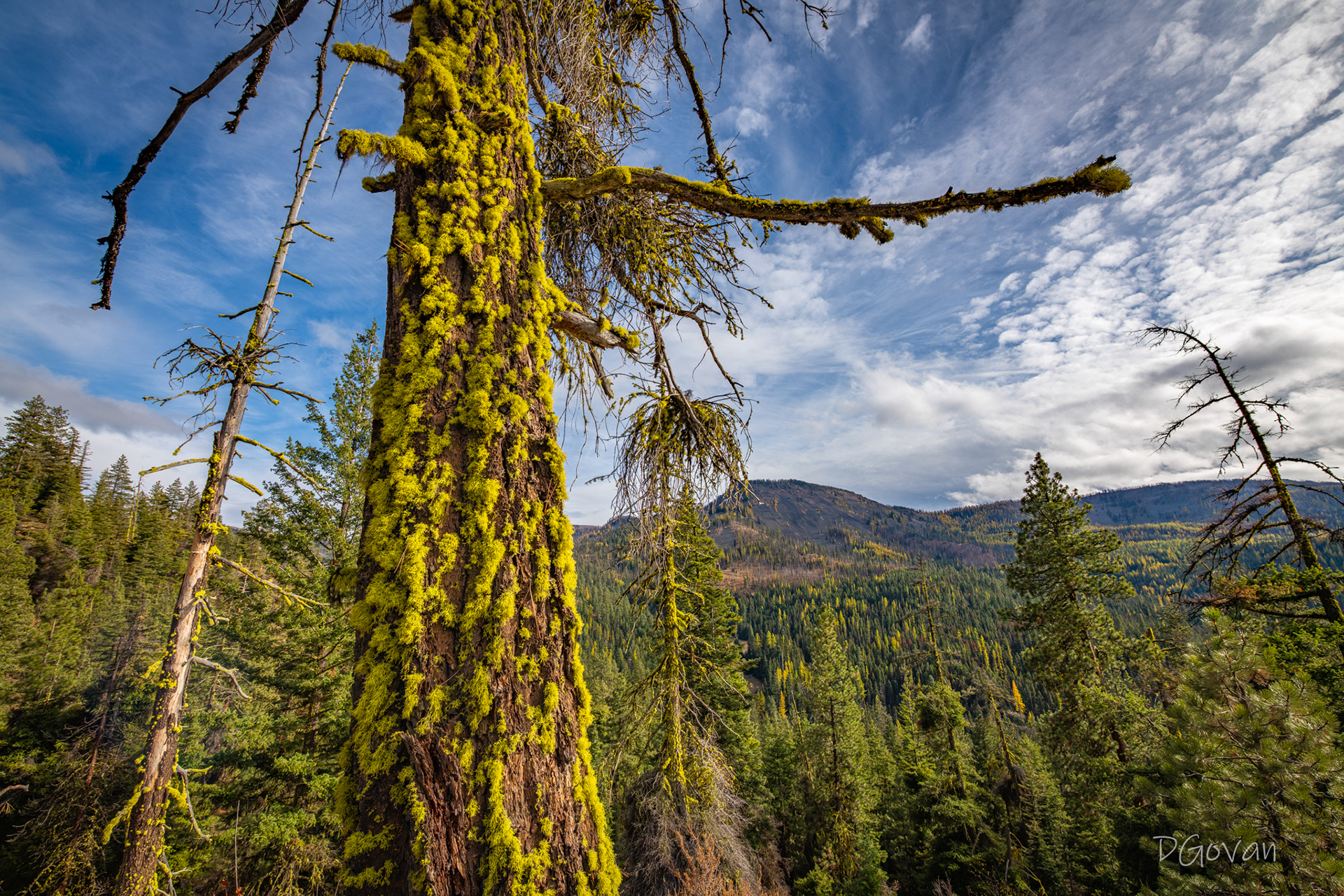 Swauk Forest Trail