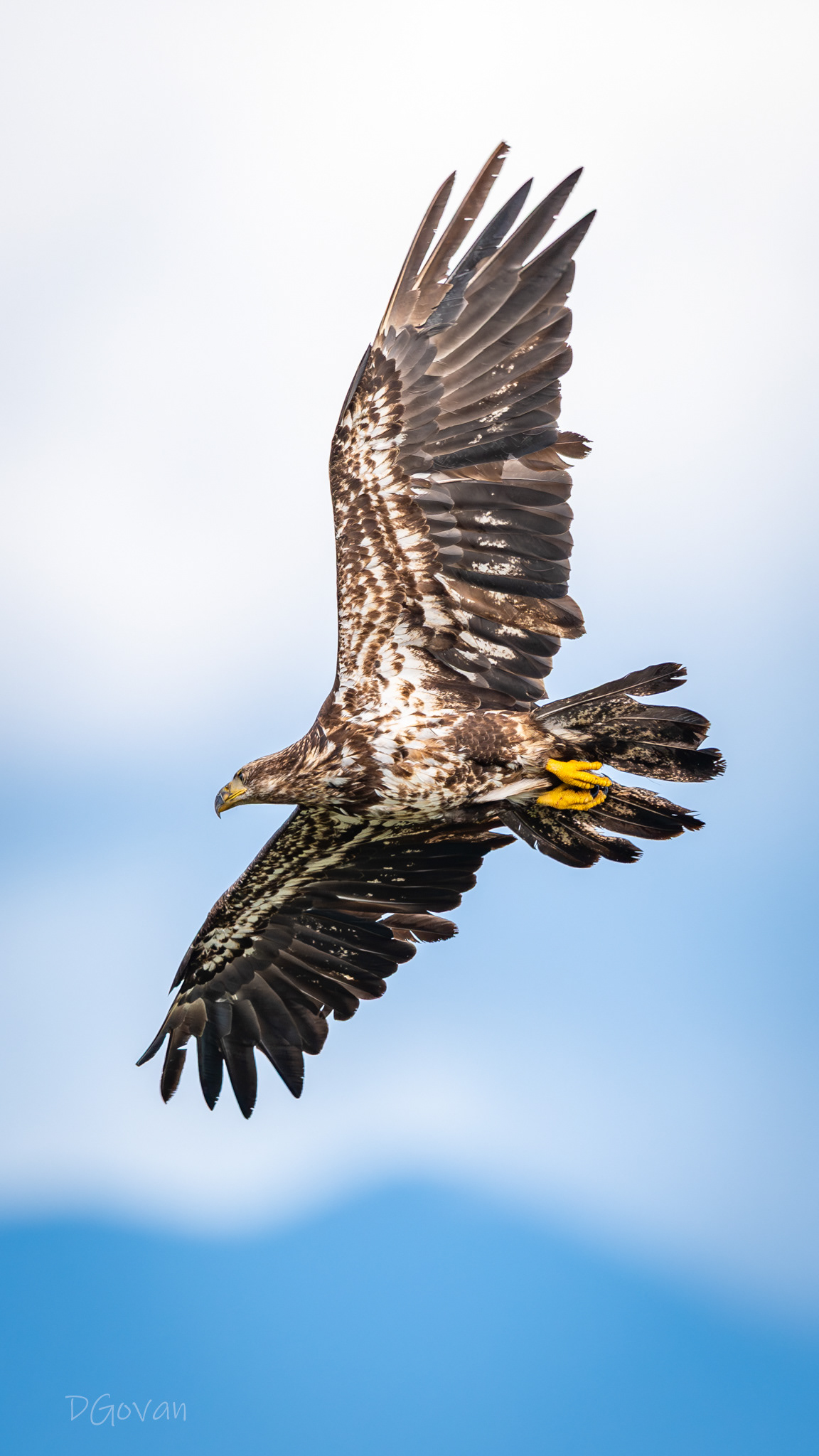 Juvenile
