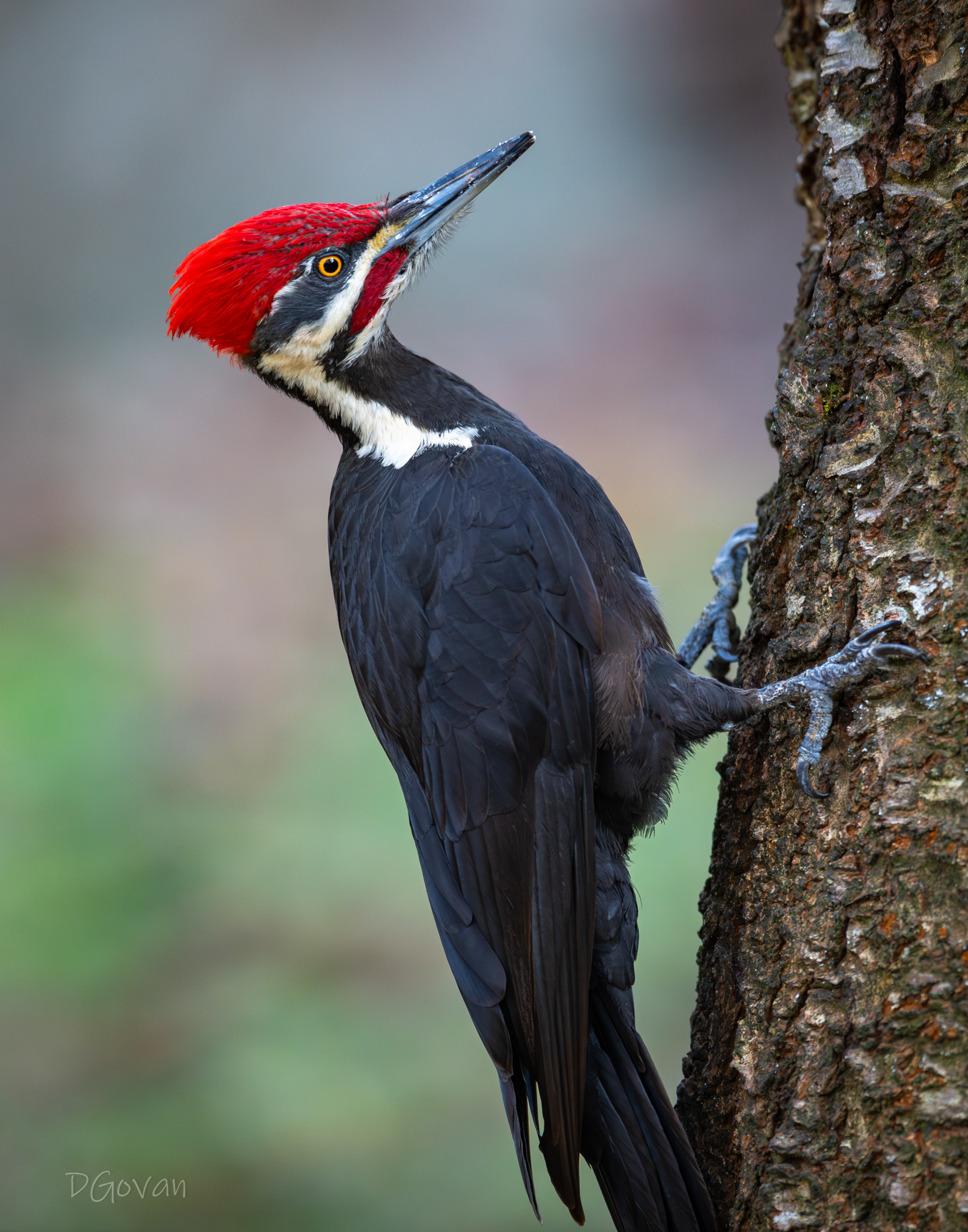 Male Pileated