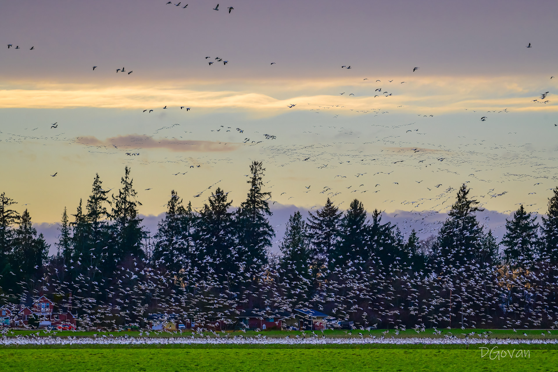 It's Snowing Geese!