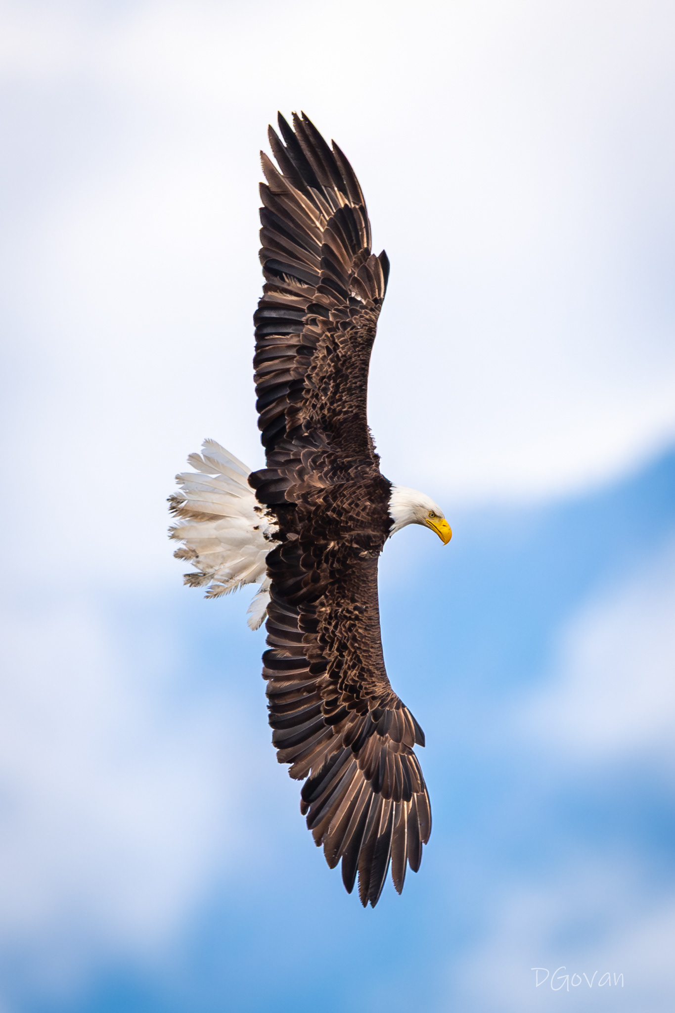 Wingspan