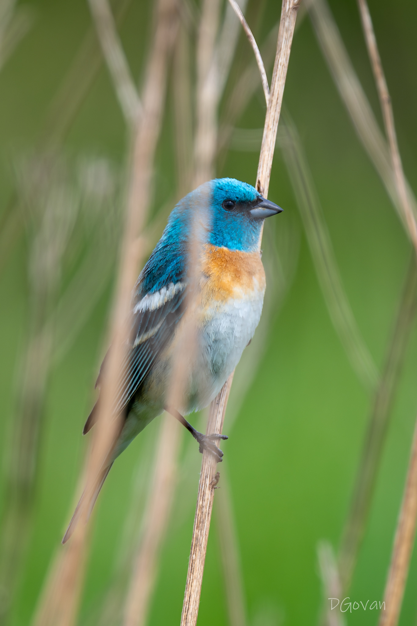Lazuli Bunting