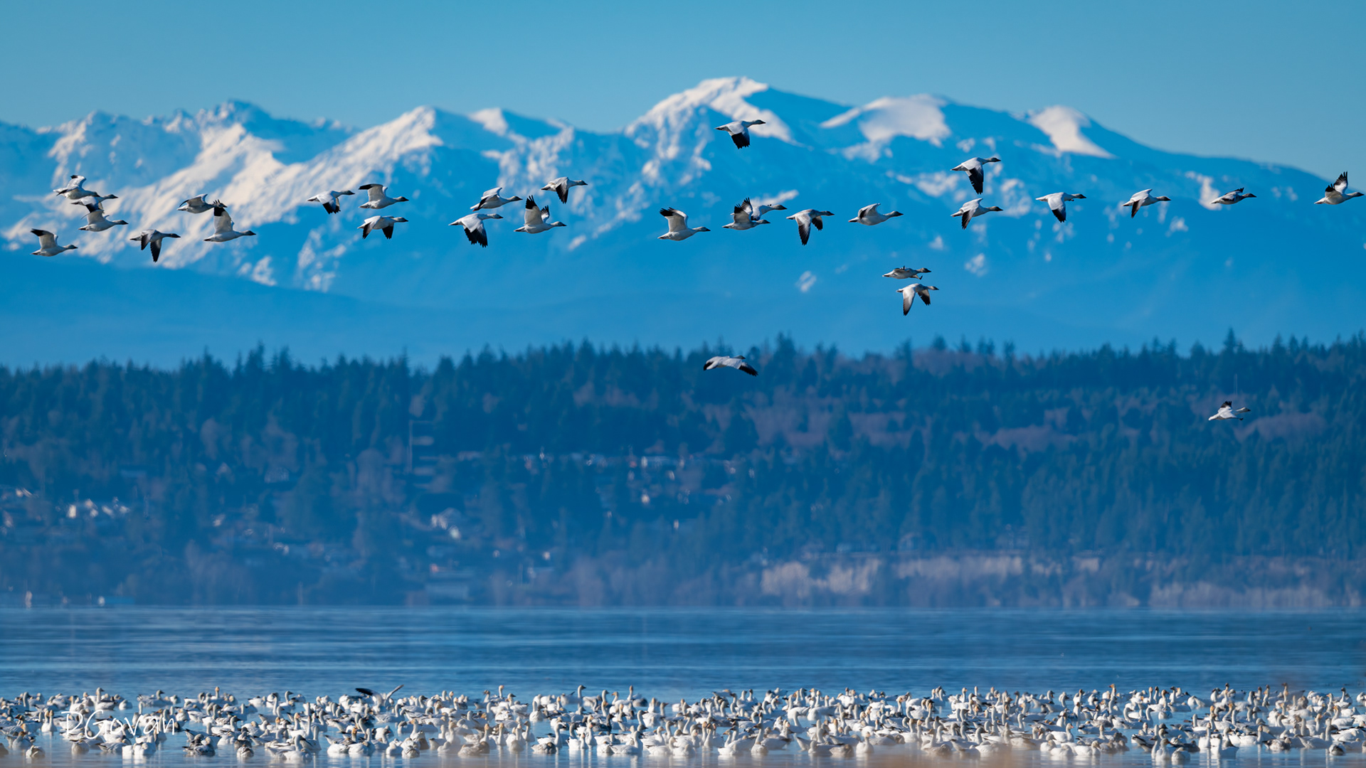 Snow Geese