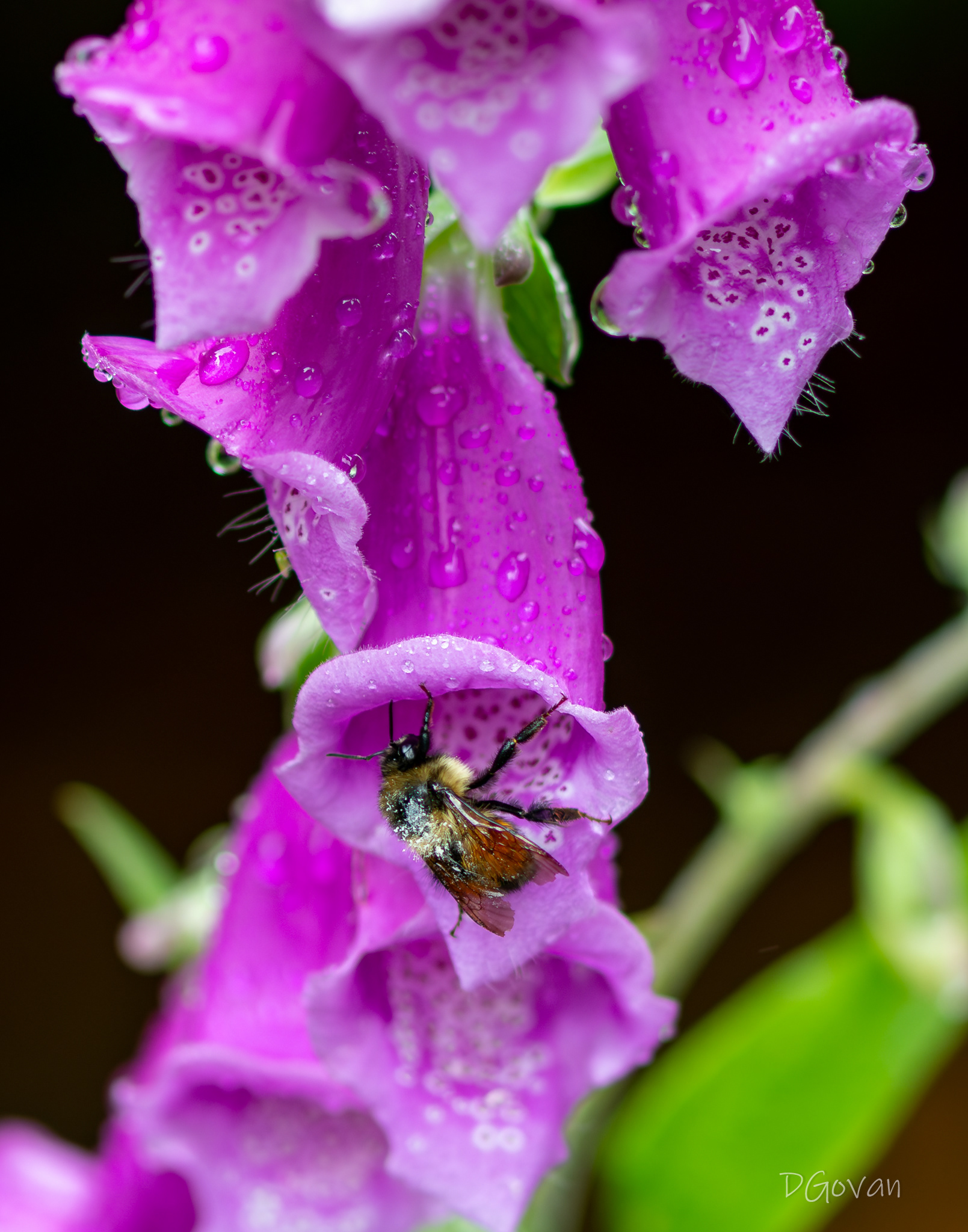 Foxglove and Bee