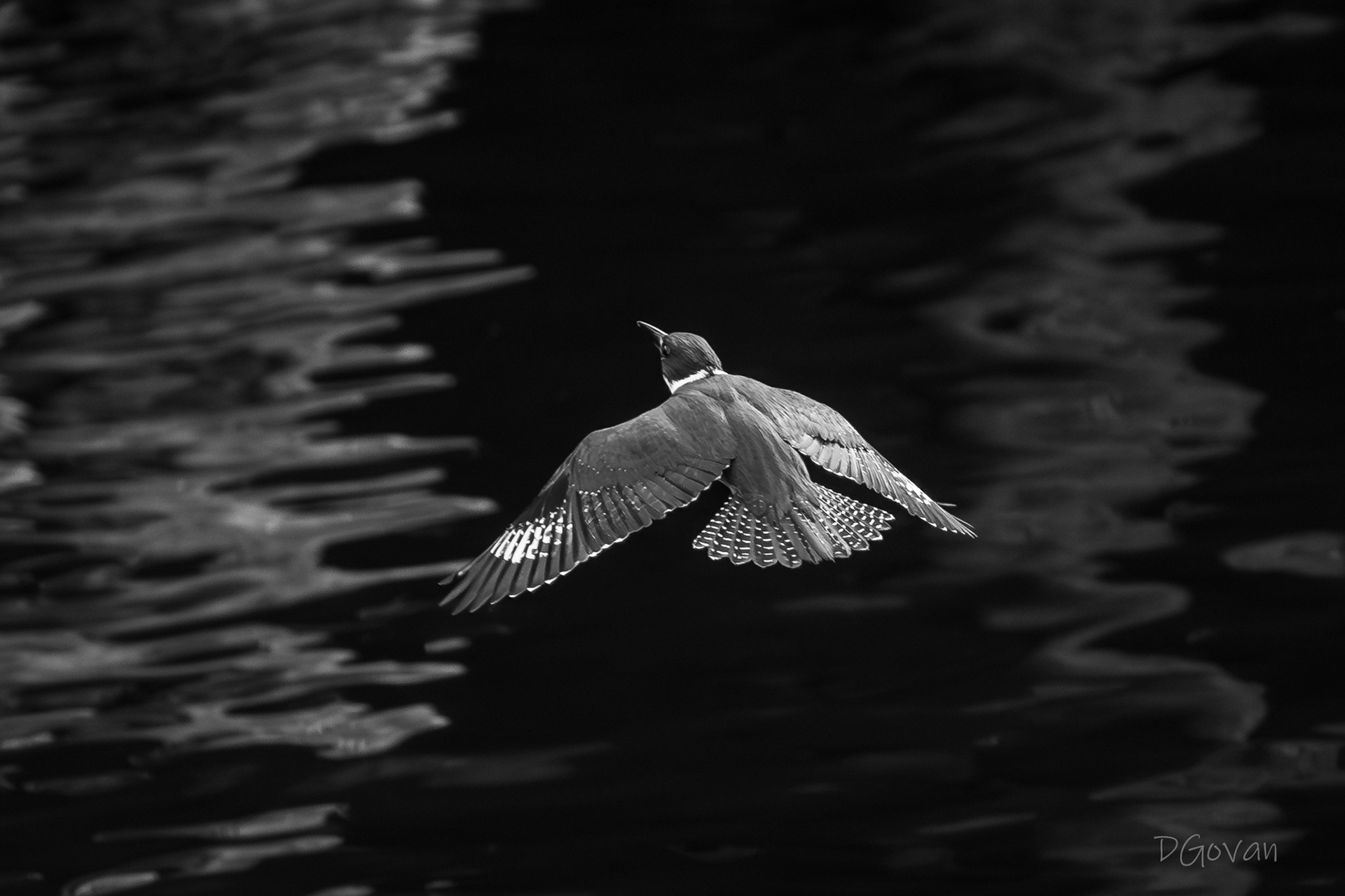 Belted Kingfisher