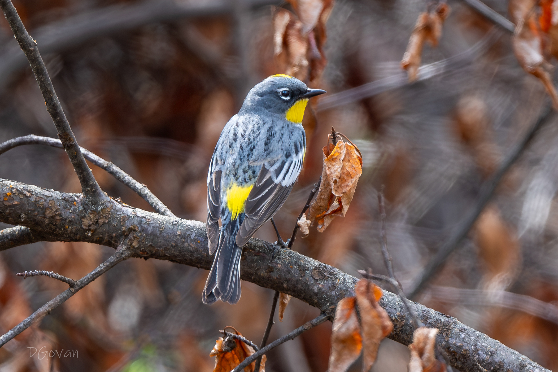 Yellow-rumped Warbler