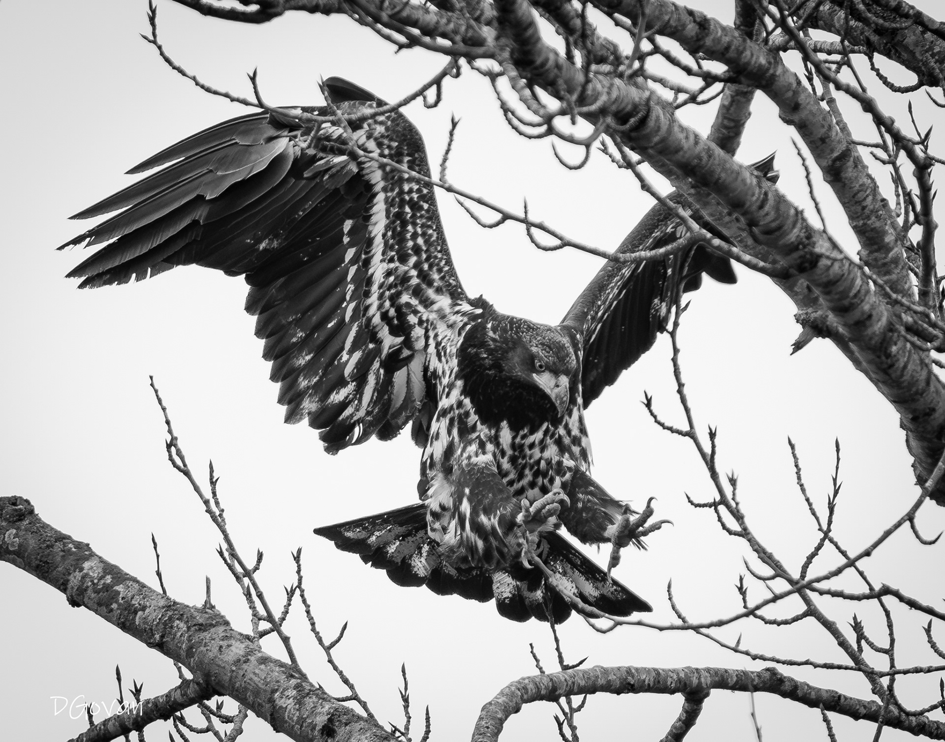 Eagle Landing
