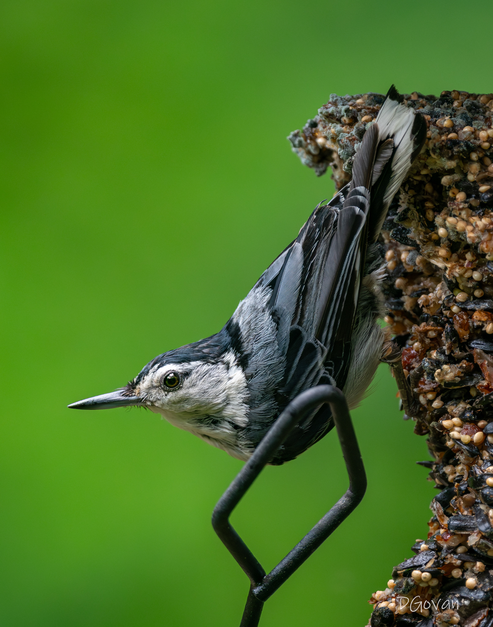 White-breasted Nuthatch