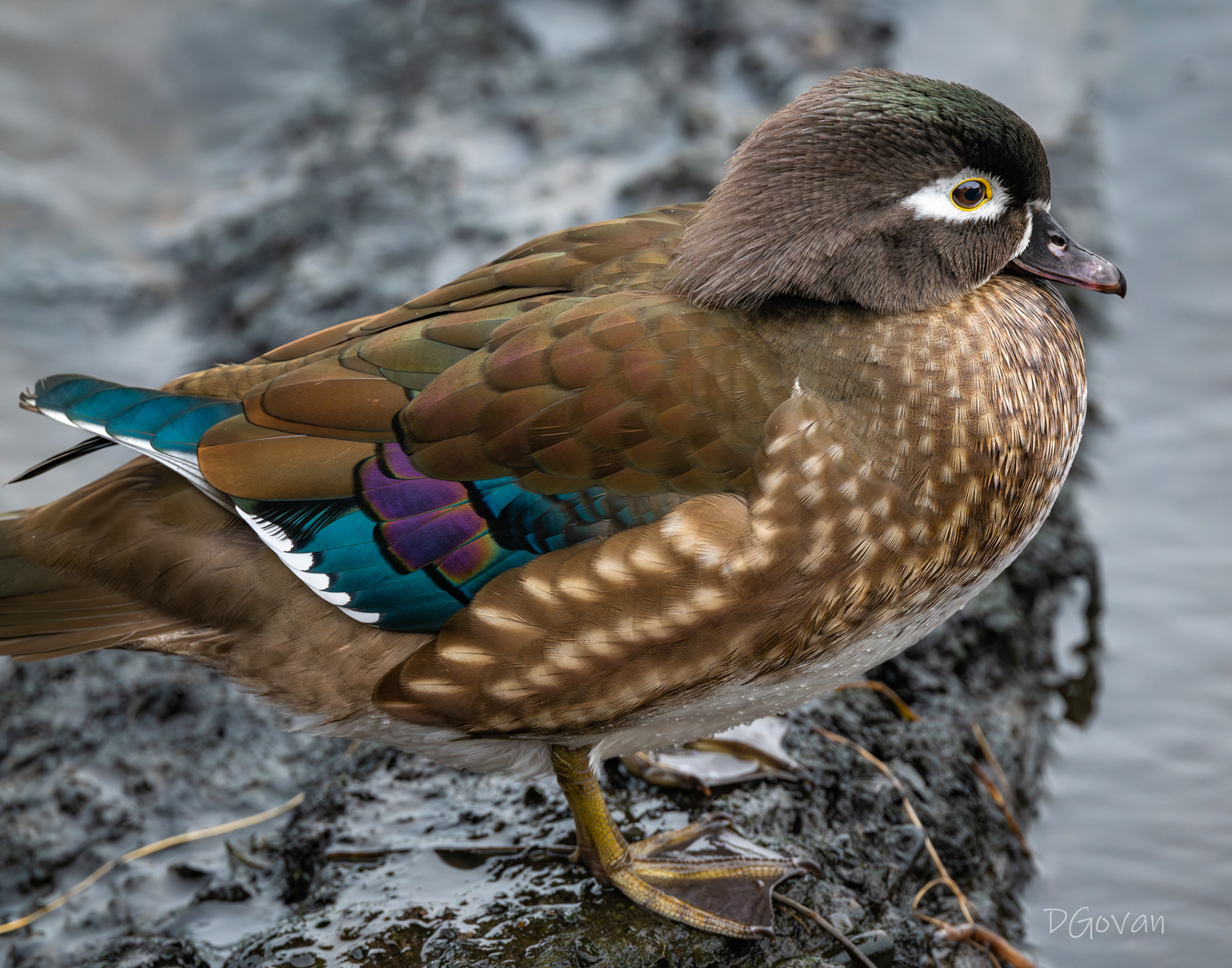 Wood Duck Female