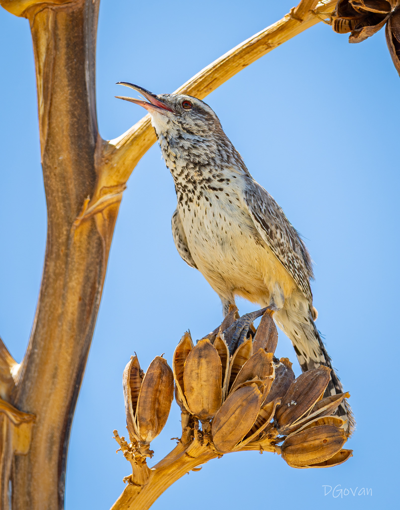 Cactus Wren