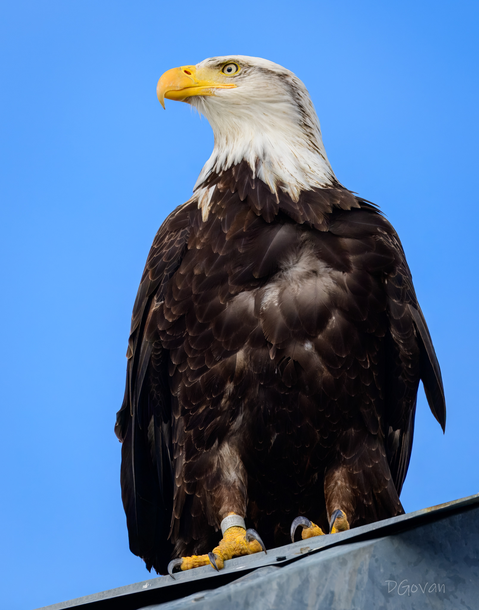 Banded Bald Eagle
