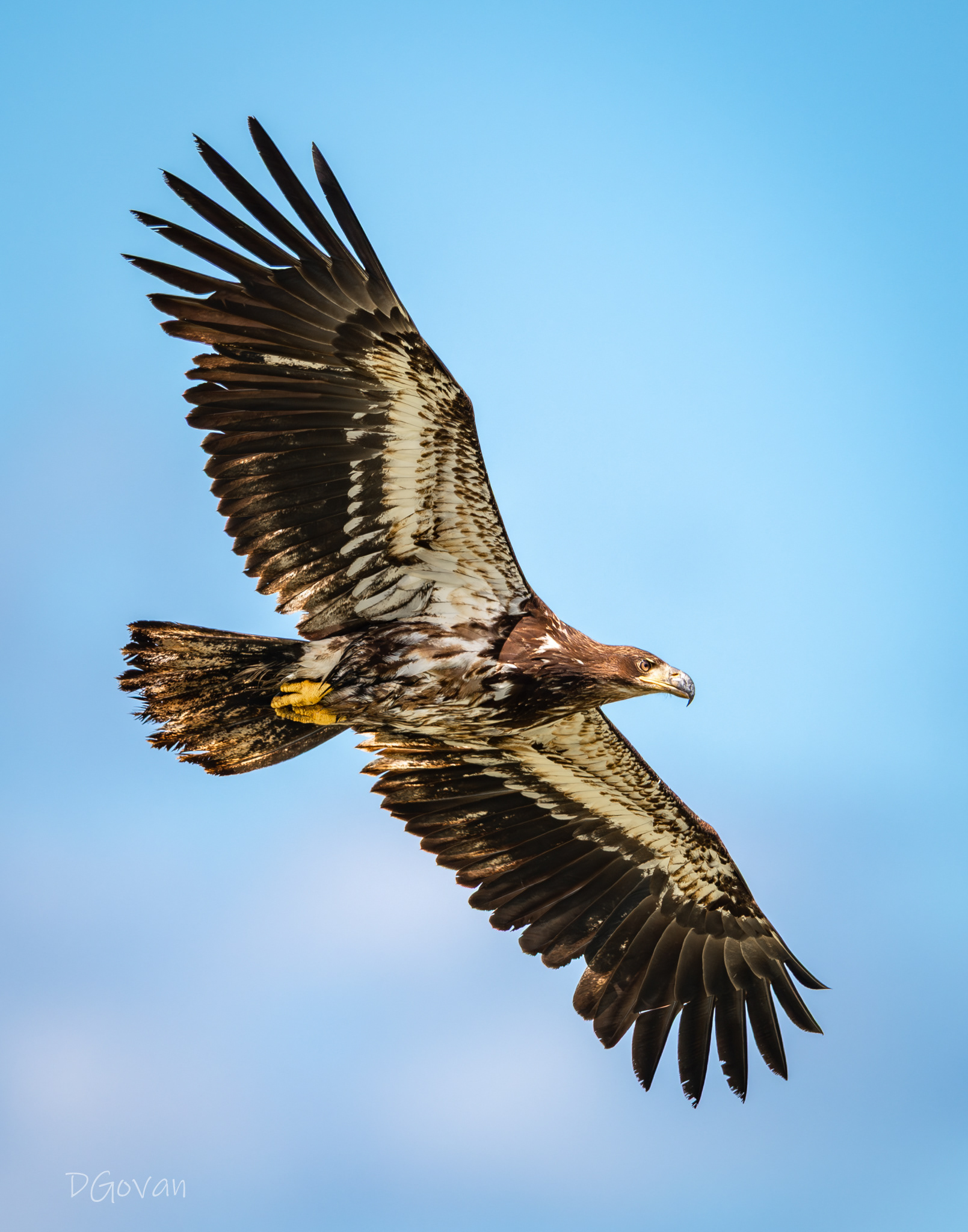 Juvenile Bald Eagle