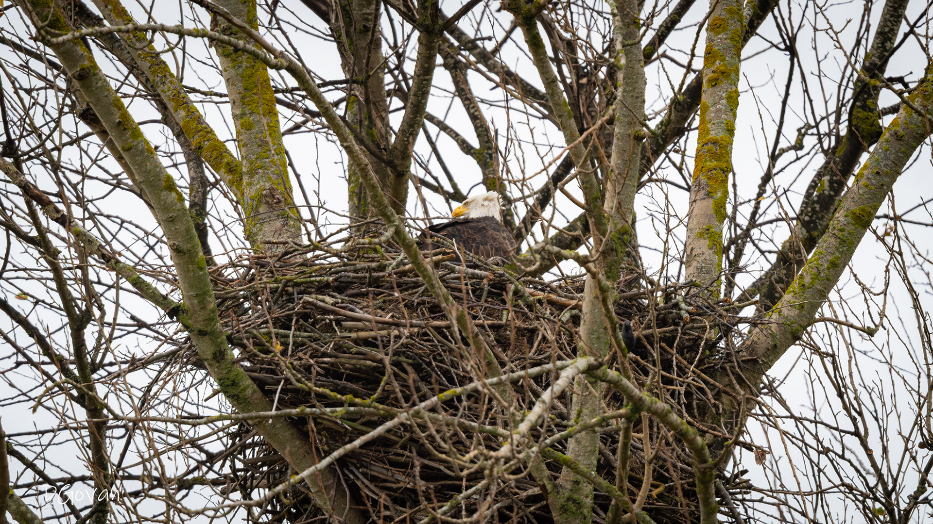 Eagle's Nest