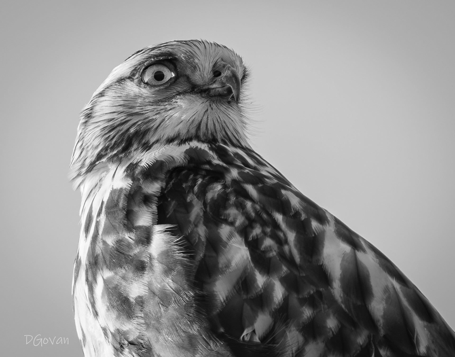 Rough-legged Hawk