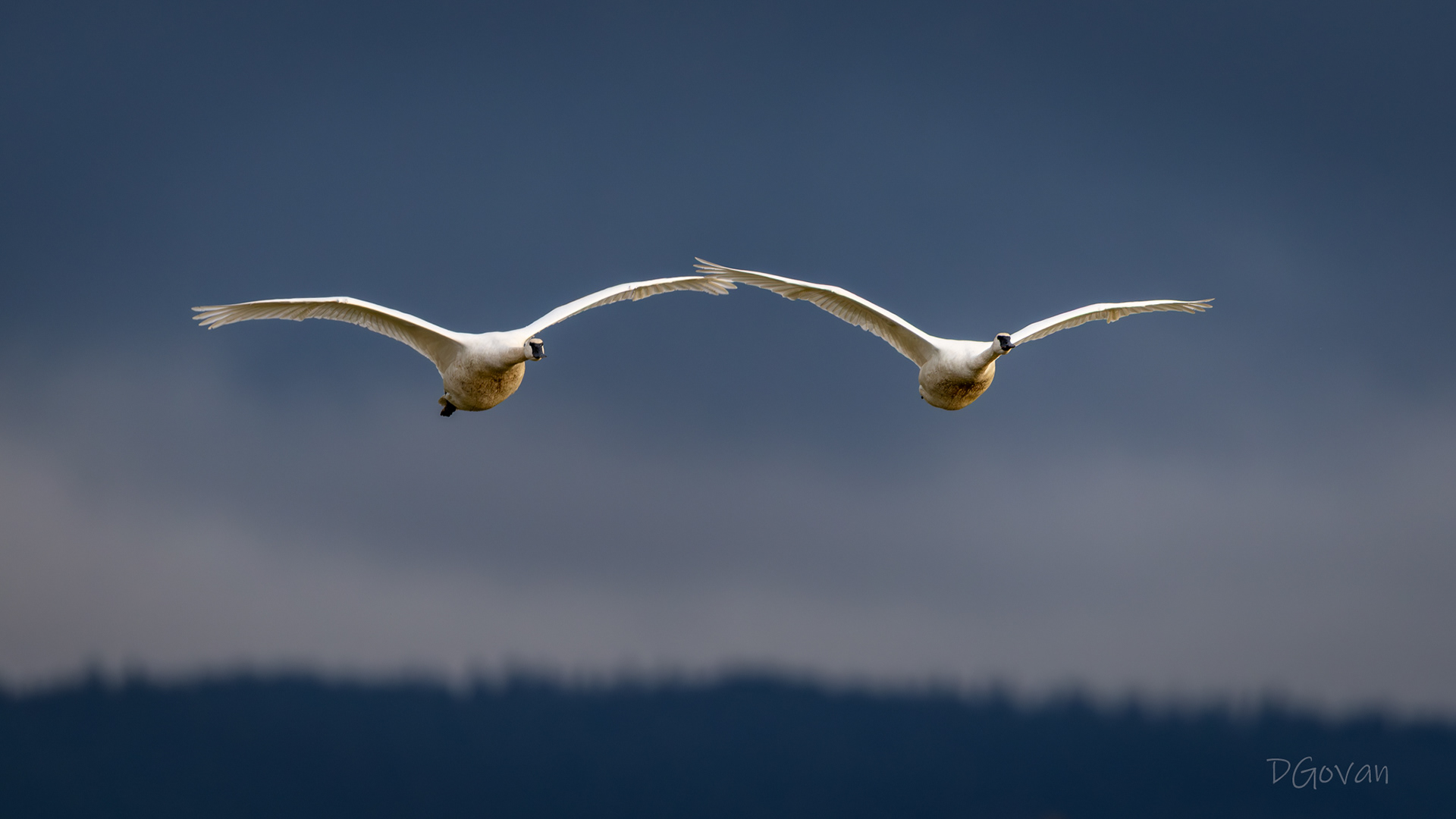 Trumpeter Swans