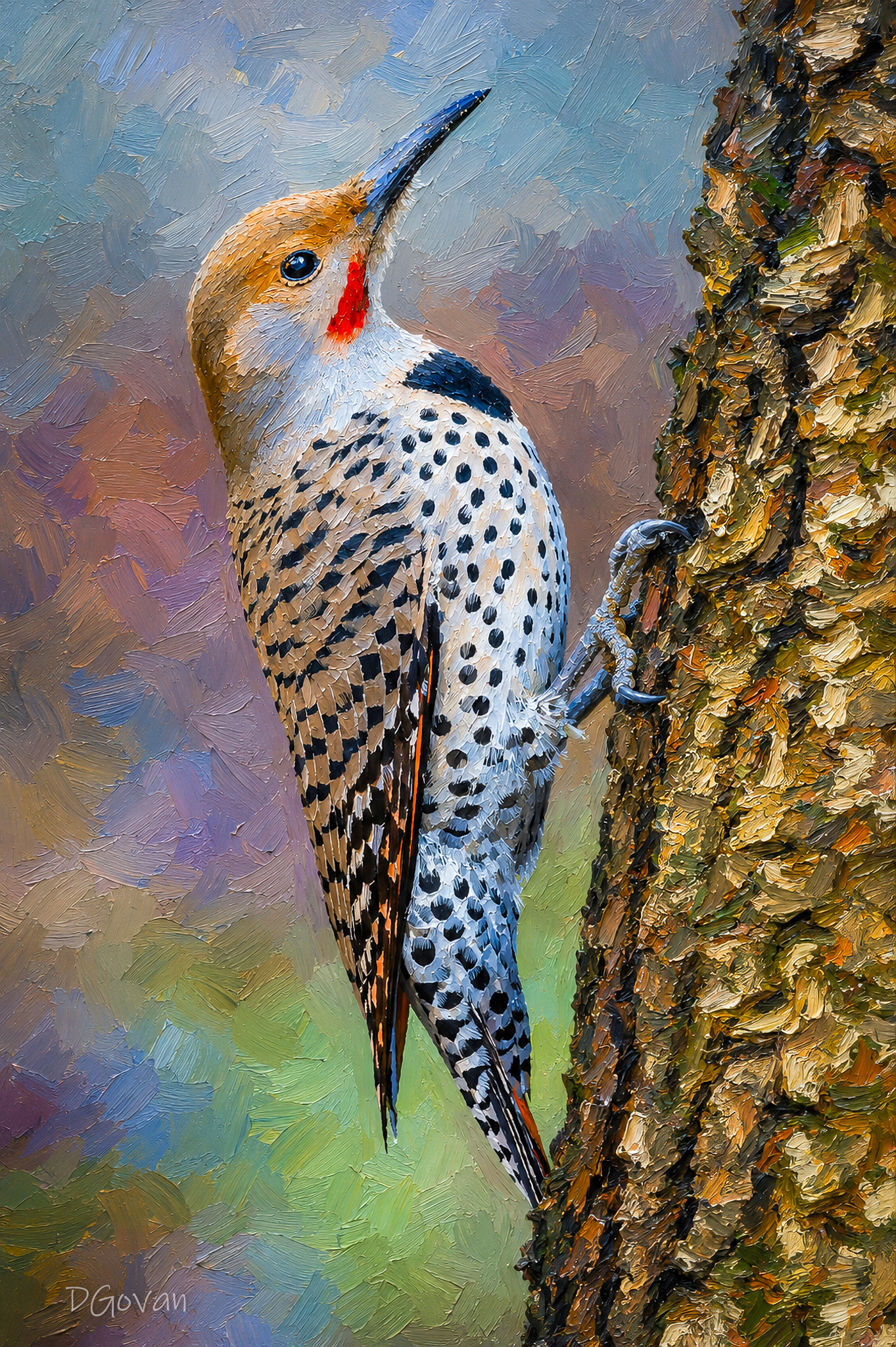 Northern Flicker