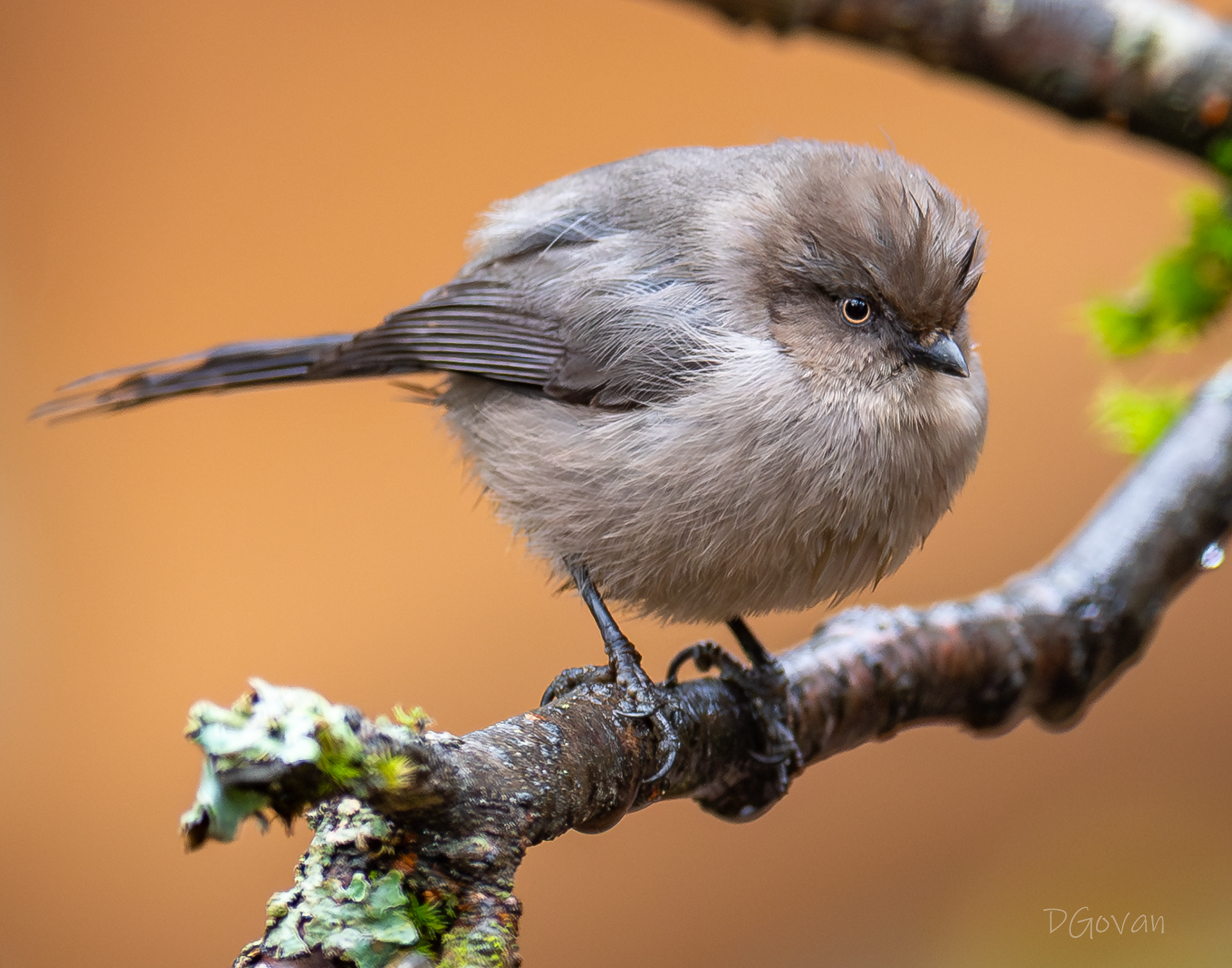Bushtit Male