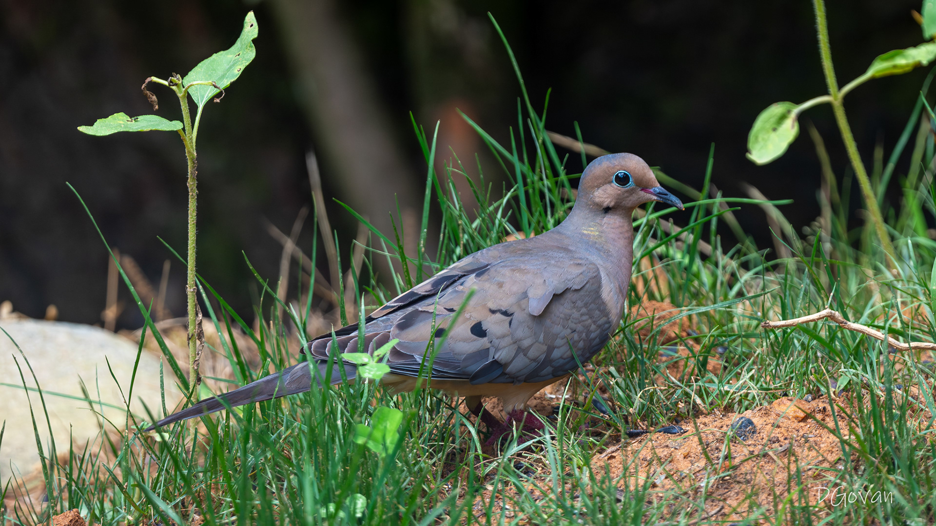 Mourning Dove