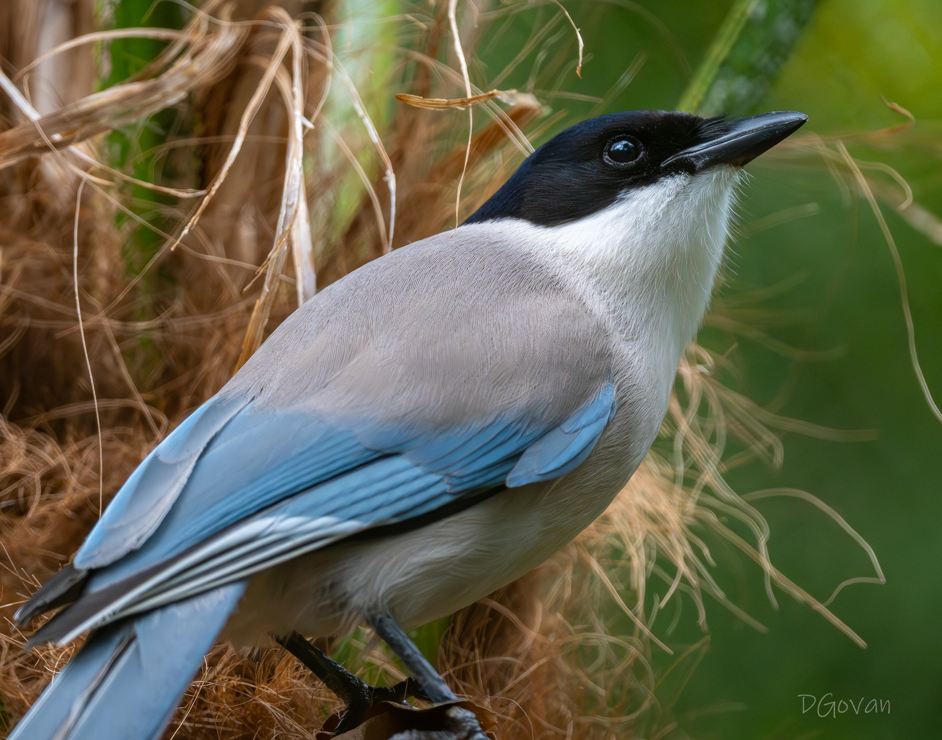 Azure-winged Magpie