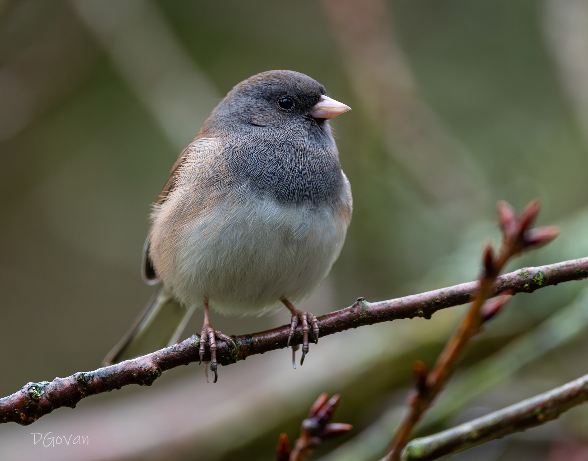 Slate Junco