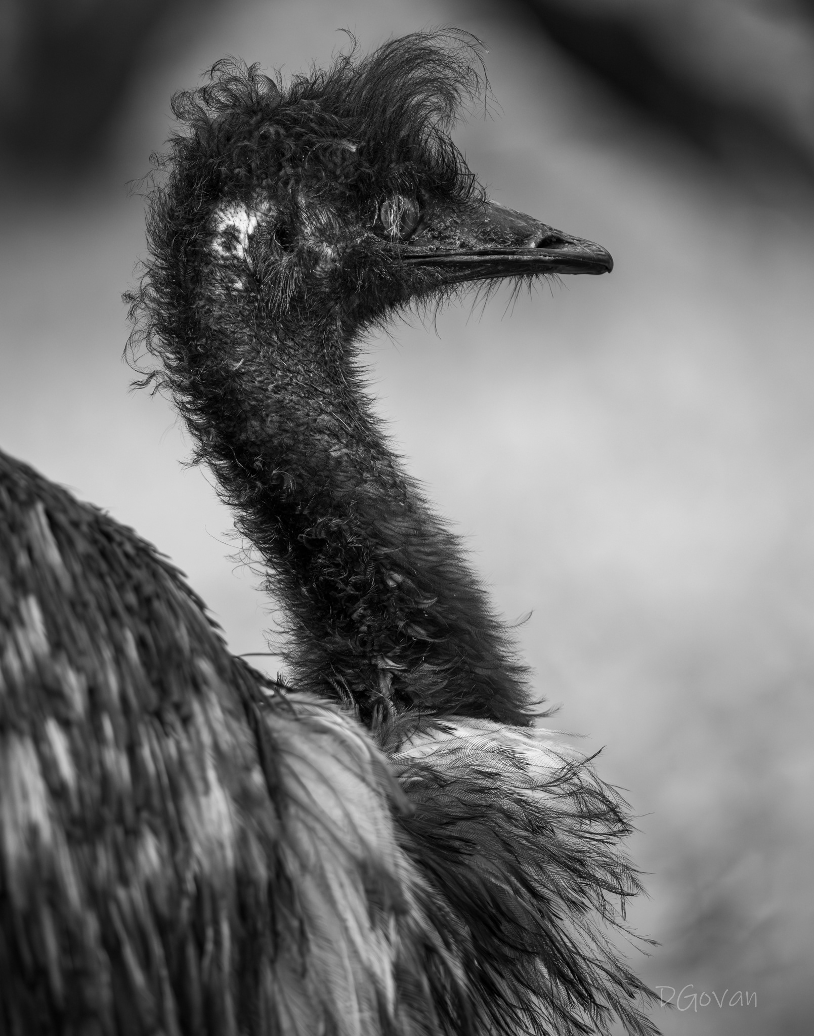 Emu