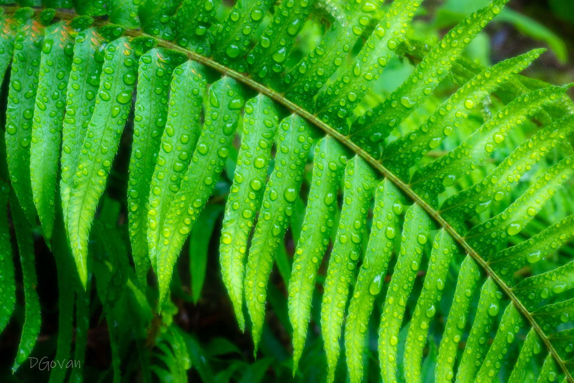 Nature's Patterns