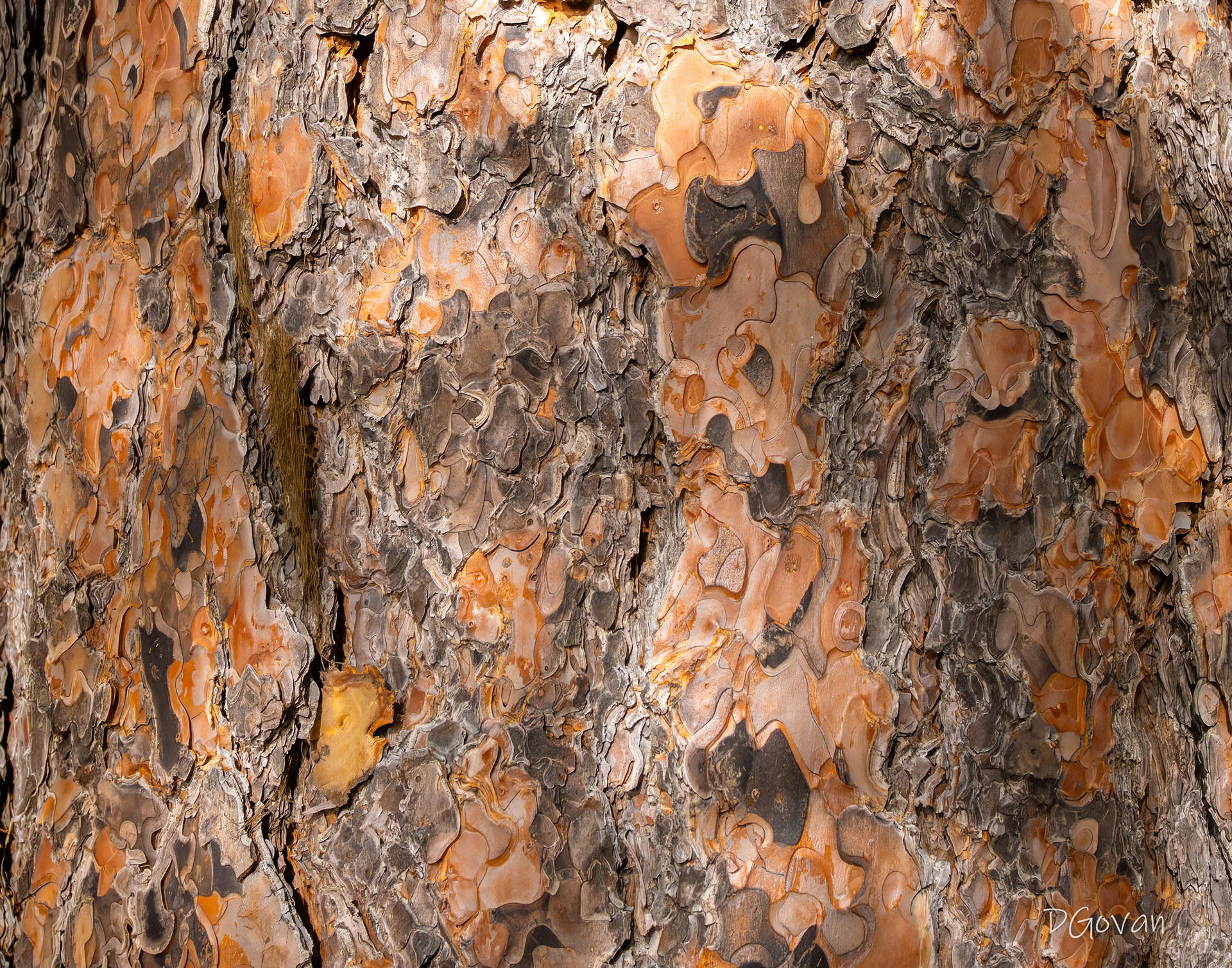 Ponderosa Pine