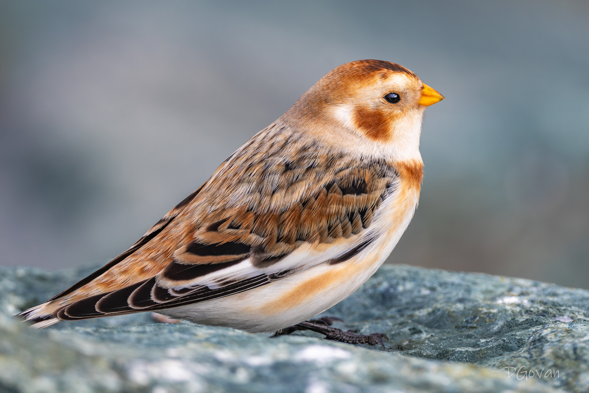 Snow Bunting