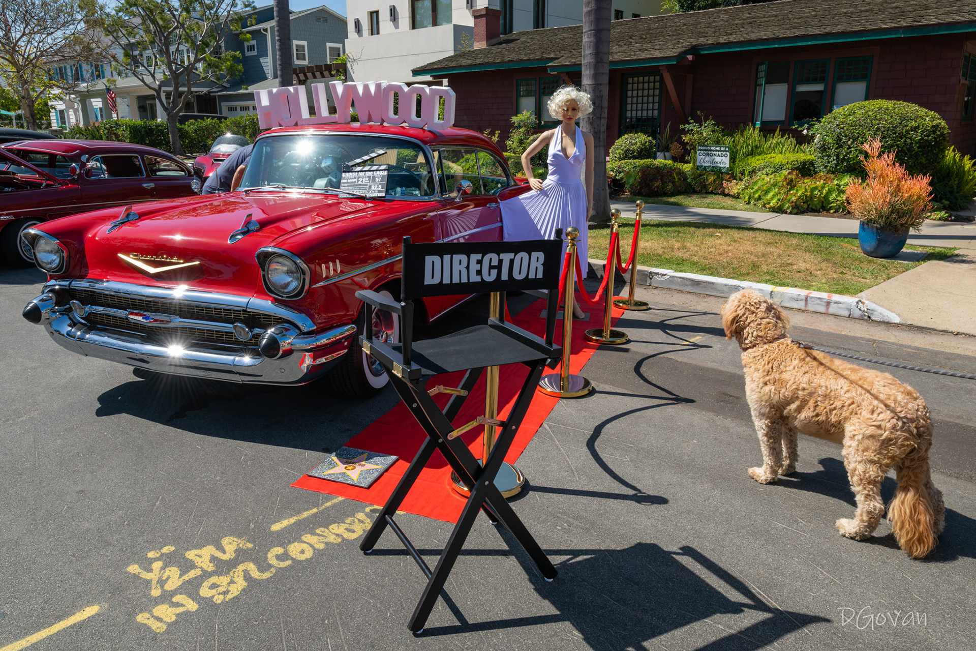 Dog Thought She Was Real!