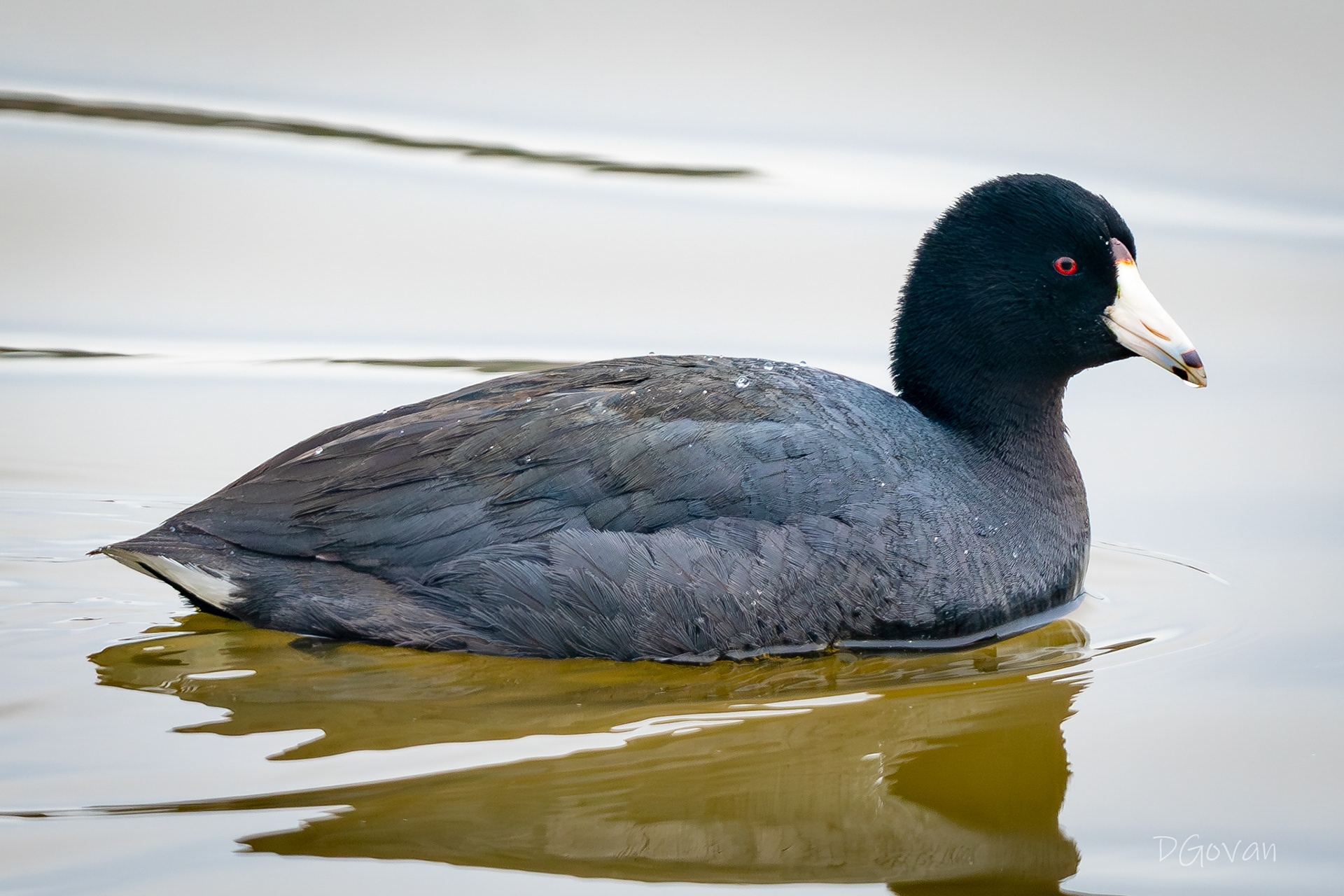 American Coot