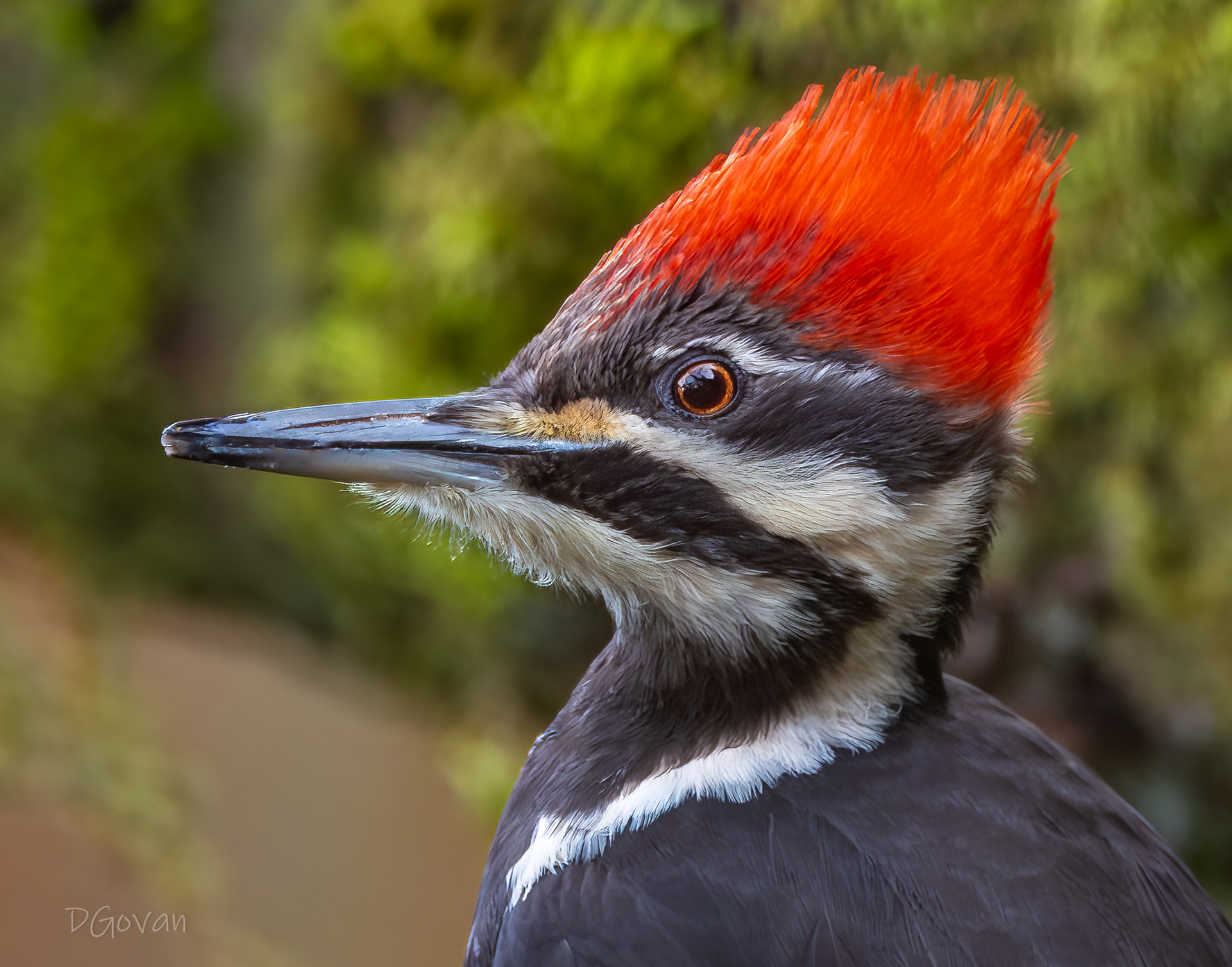 Closeup - Female Pileated