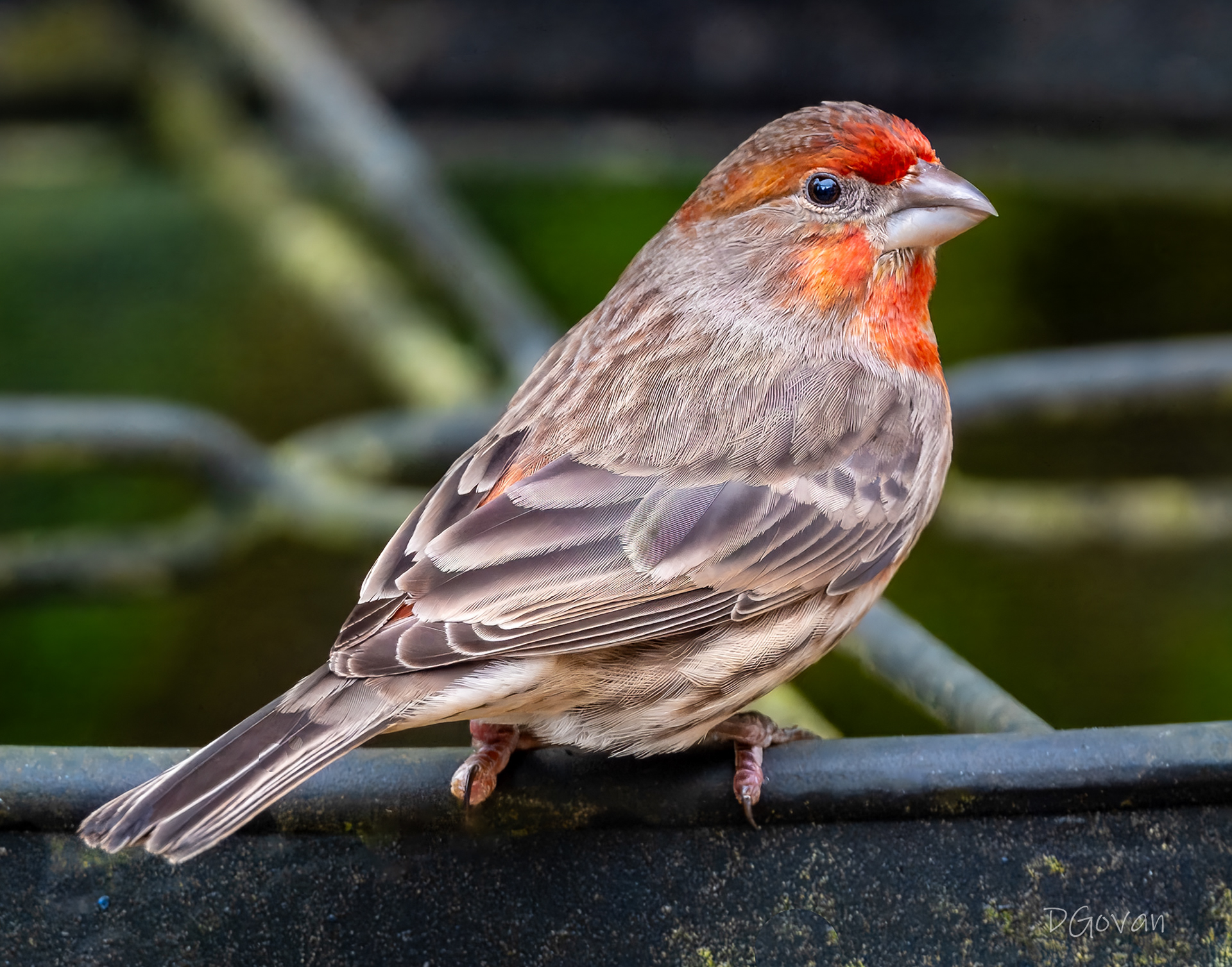 House Finch