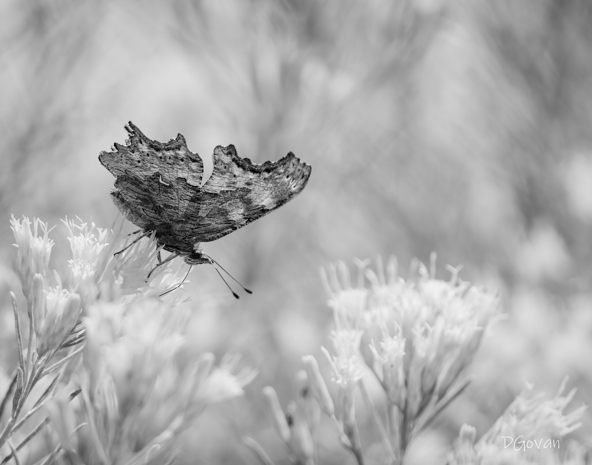 Comma Butterfly