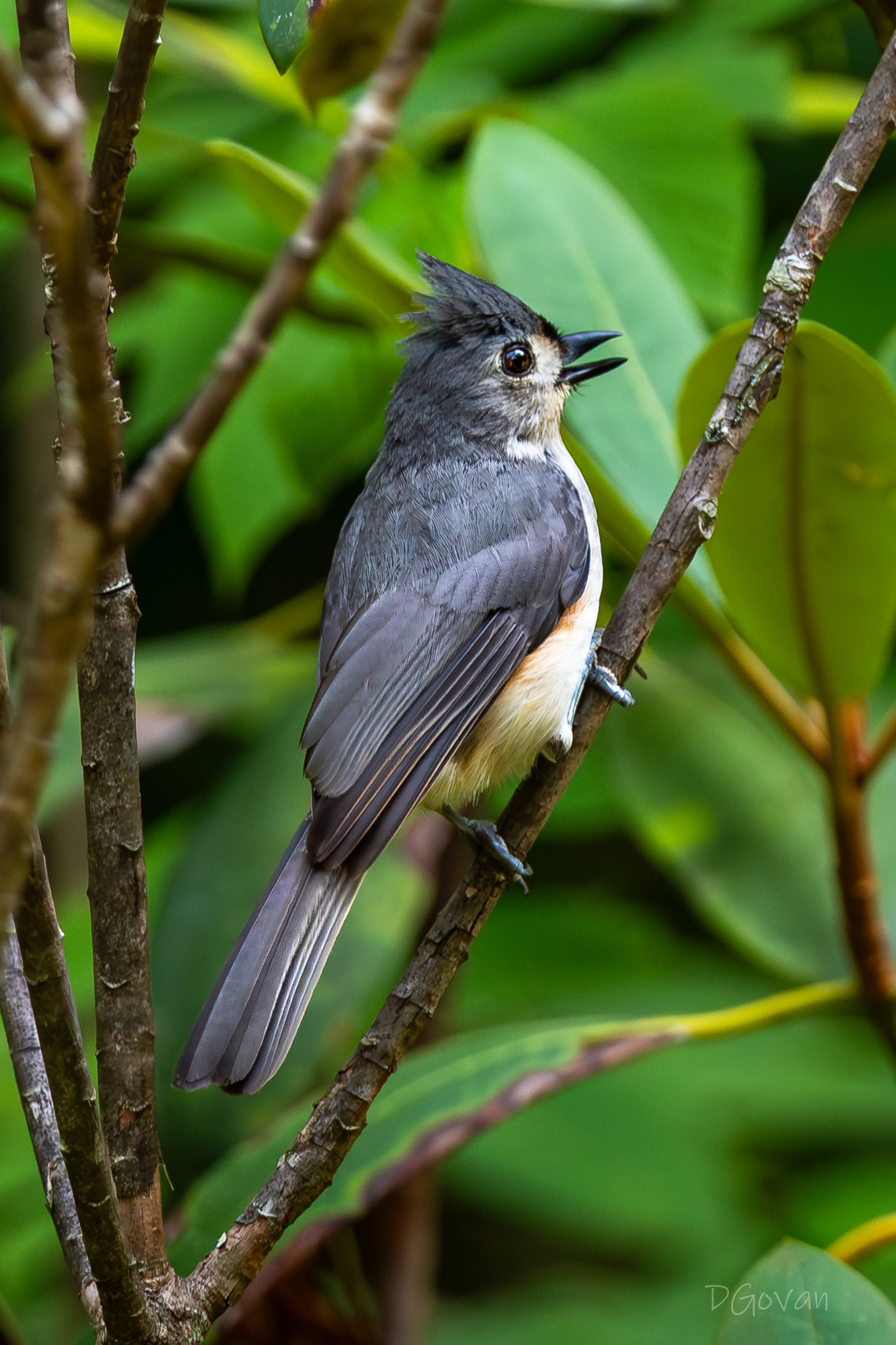 Tufted Titmouse