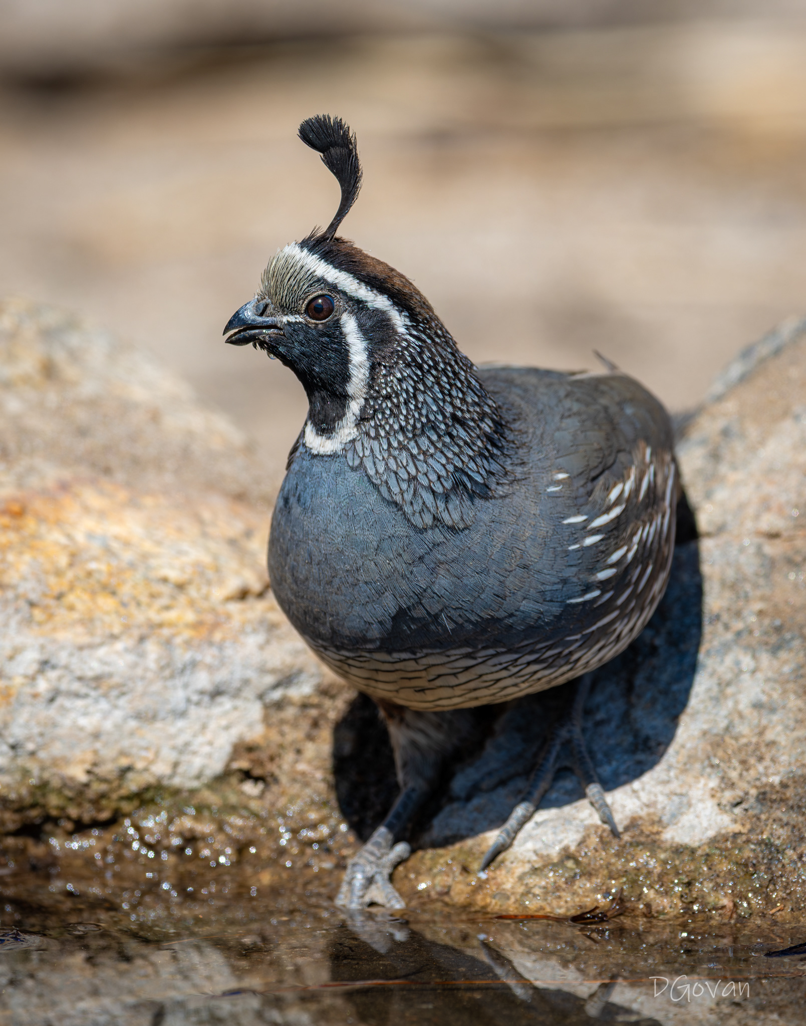 California Quail