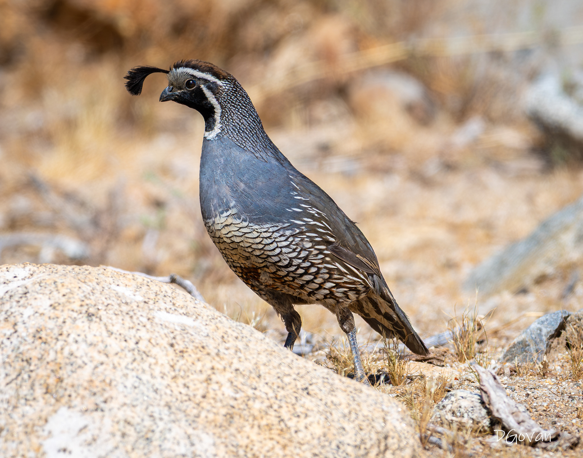 California Quail